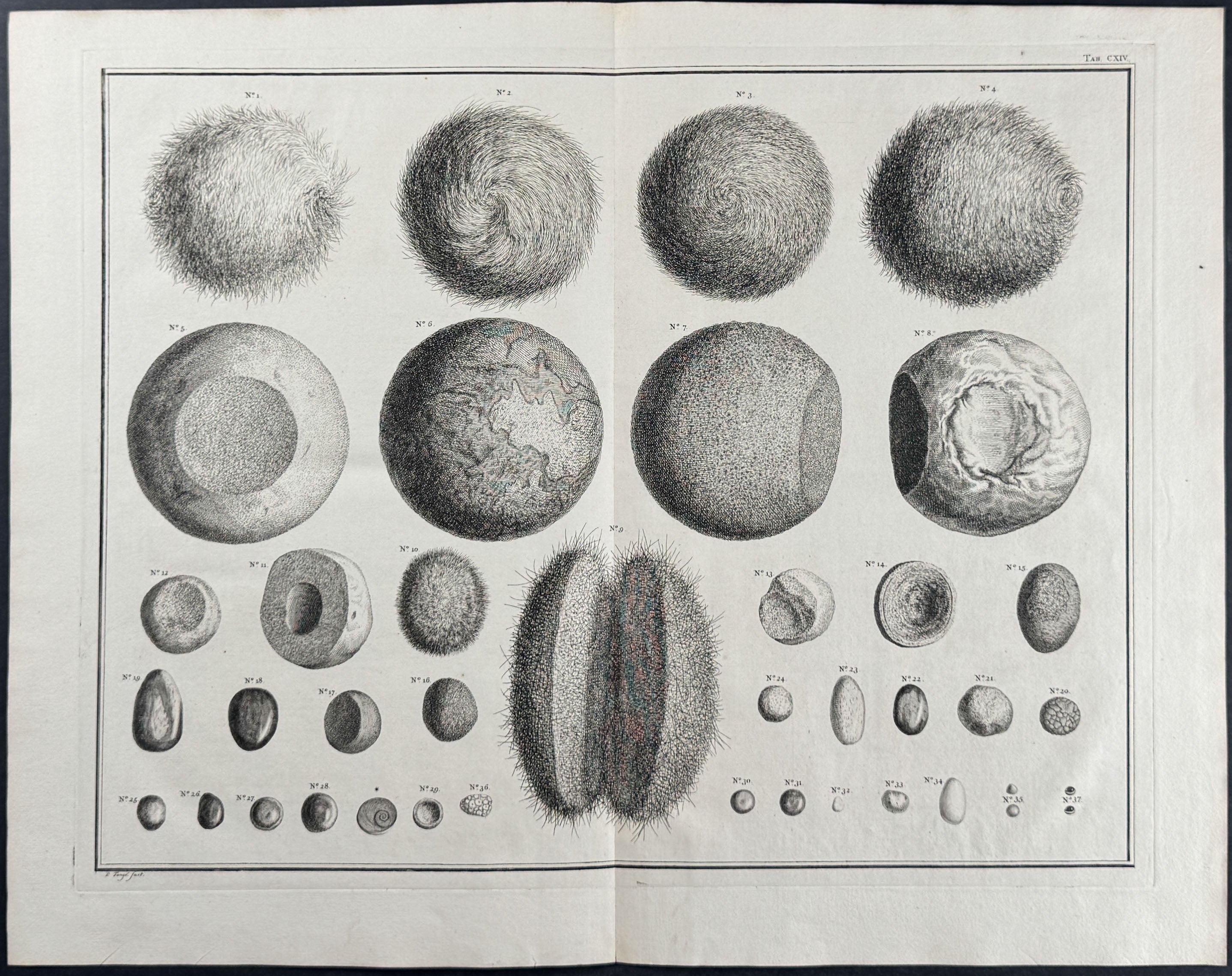 Pilious Balls & Stones from Animals