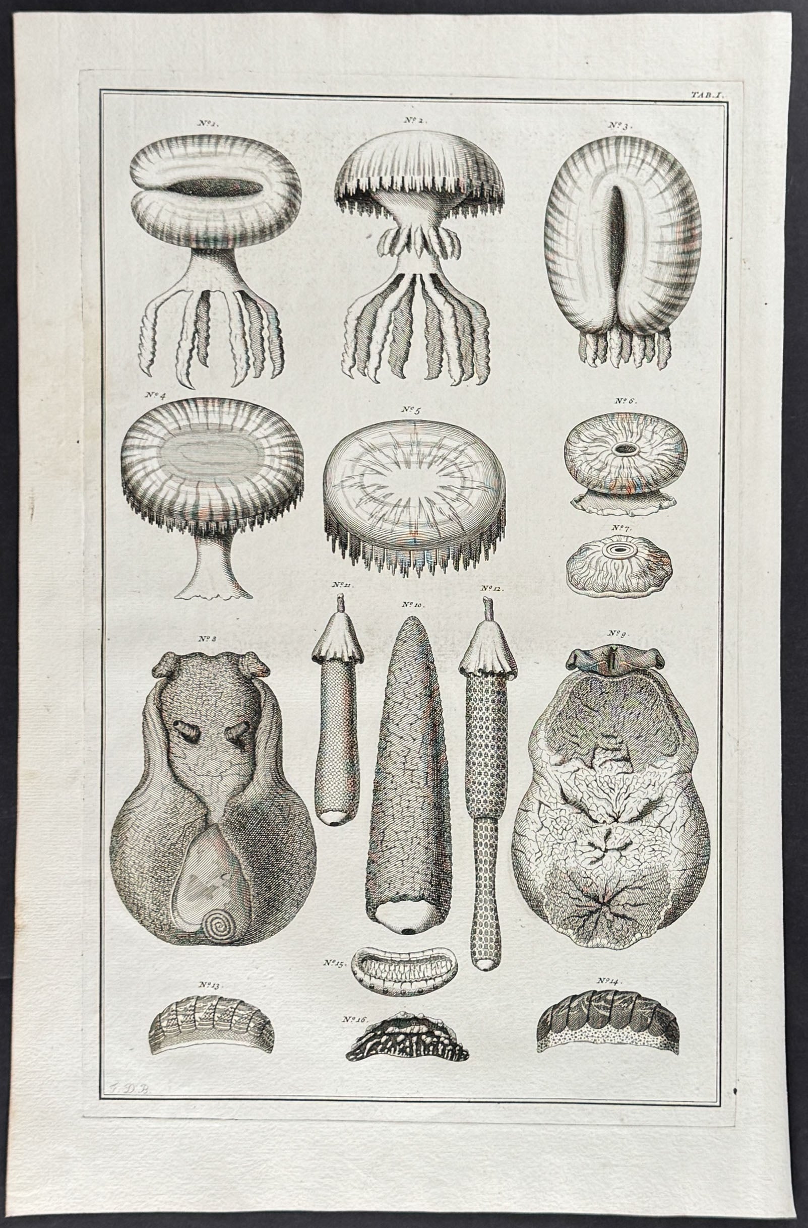 Jellyfish