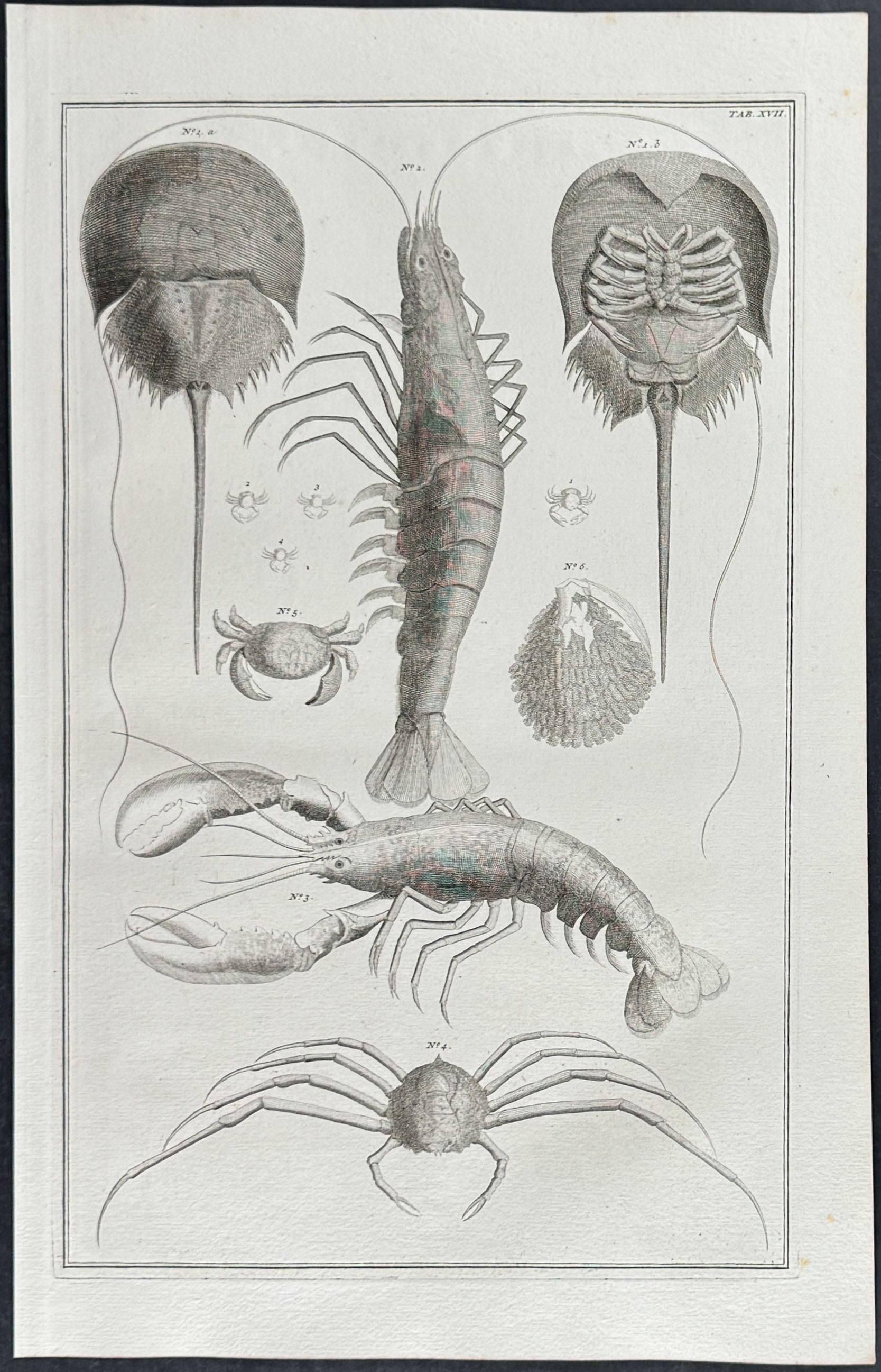 Lobster, Horseshoe crab