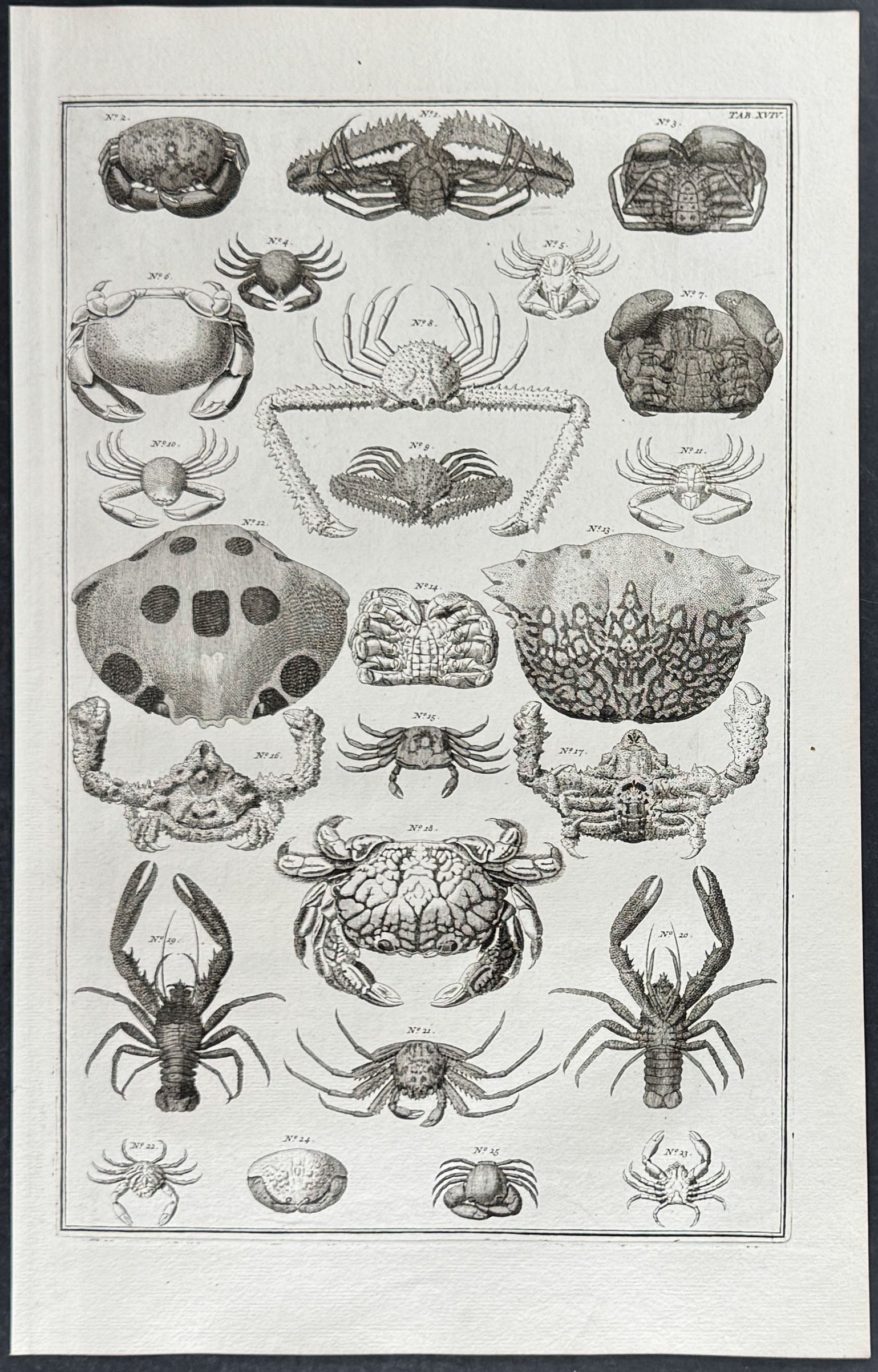 Crabs