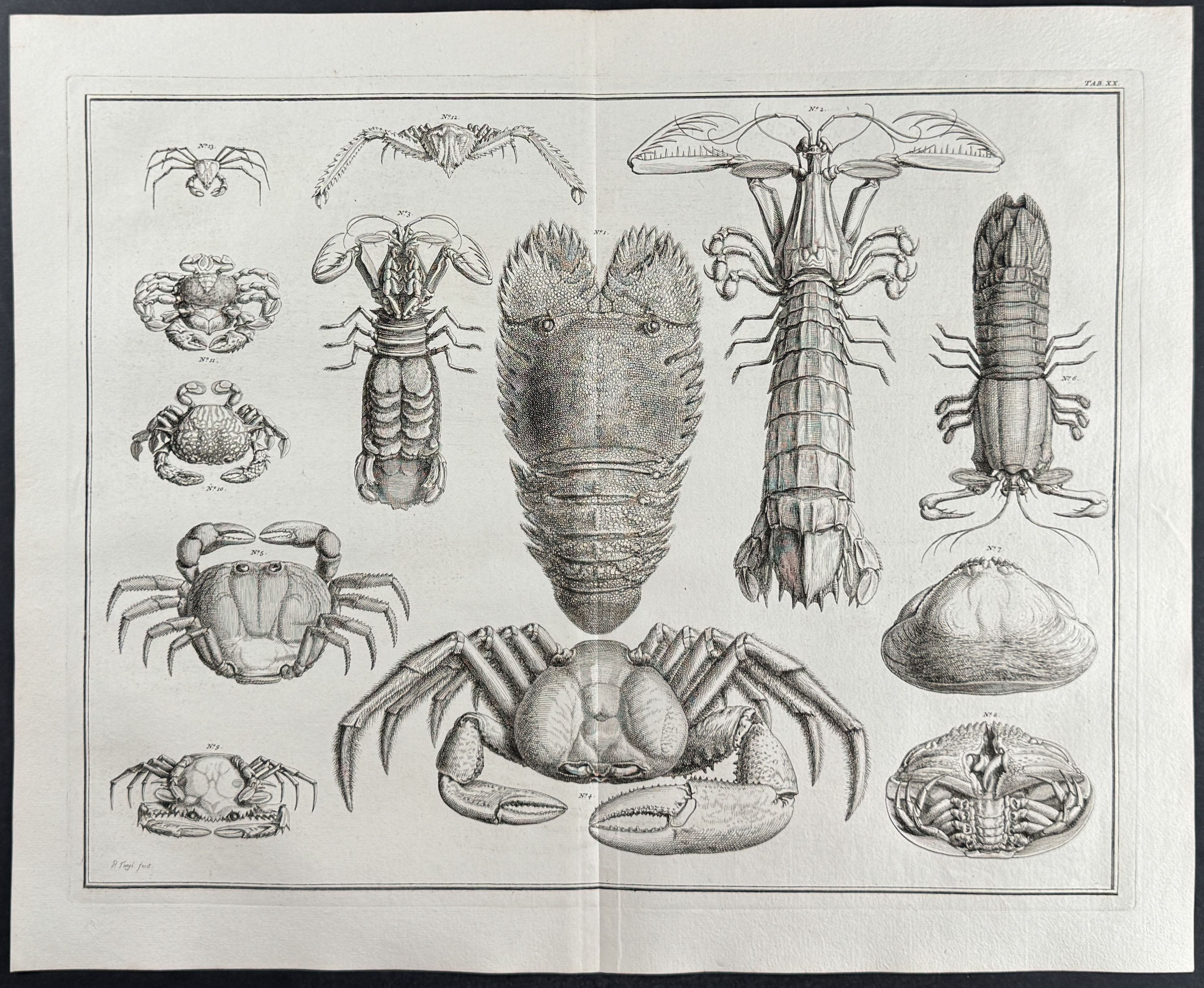 Crabs, Lobster