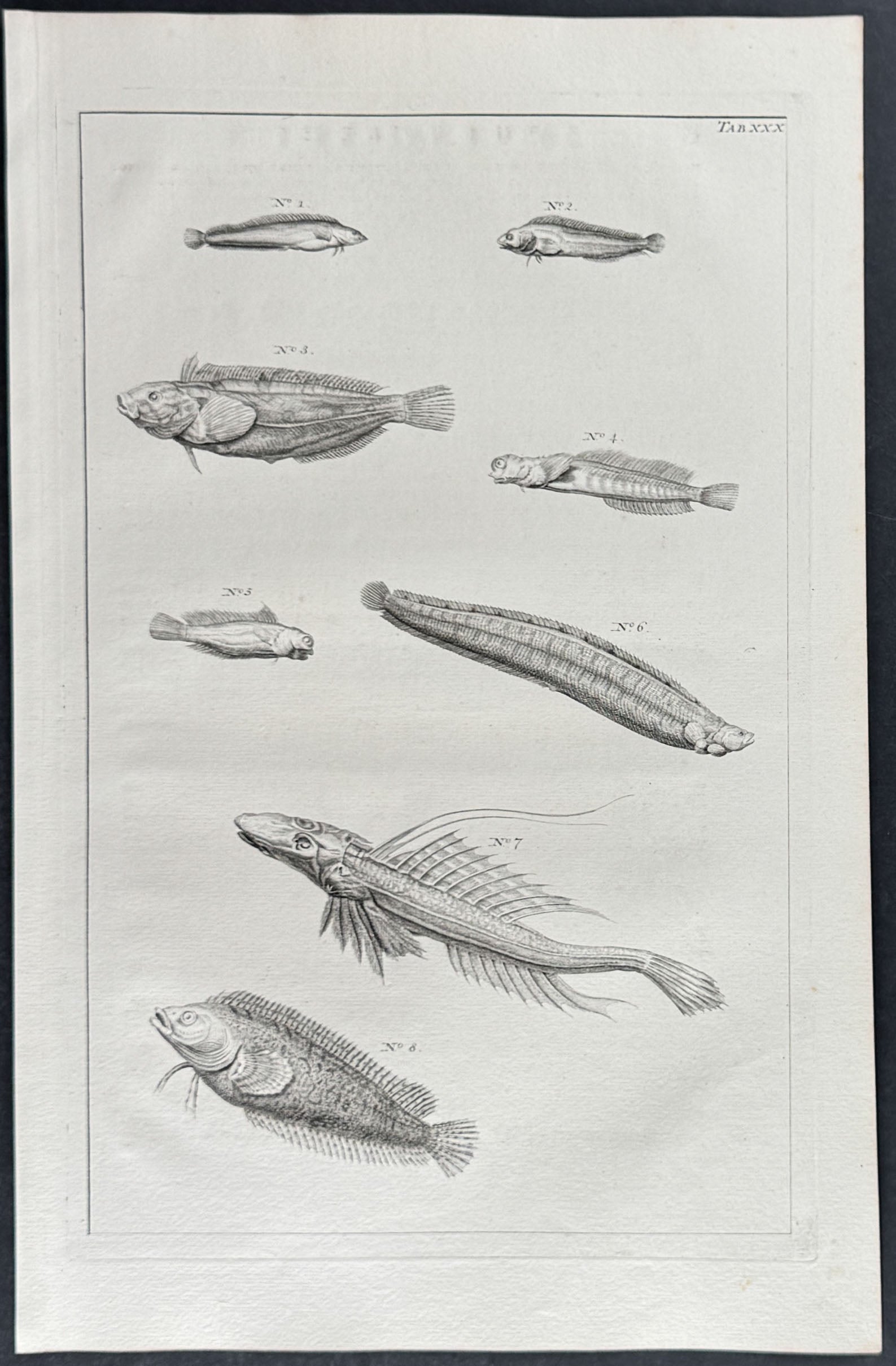 Fish