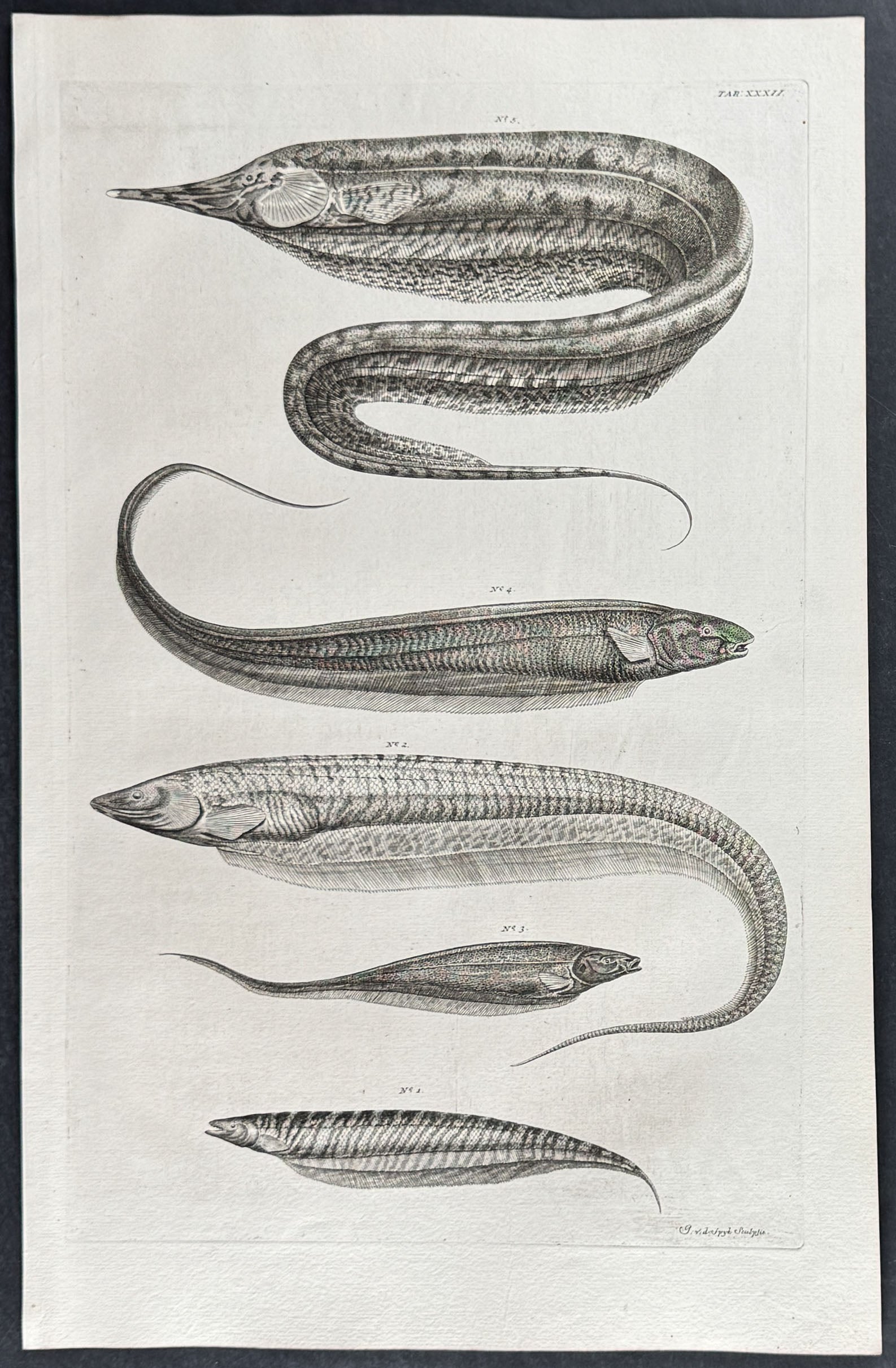 Fish