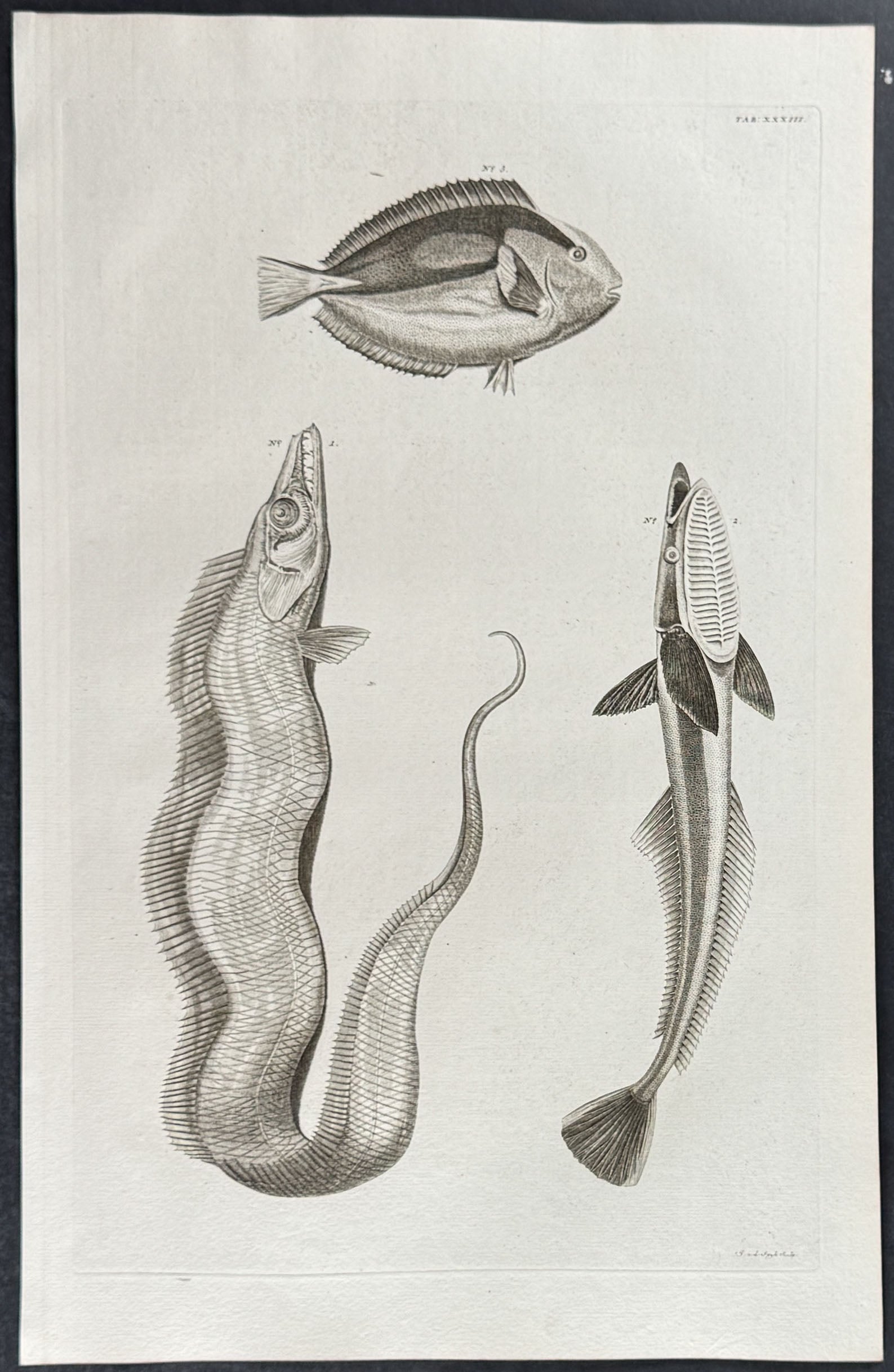 Fish