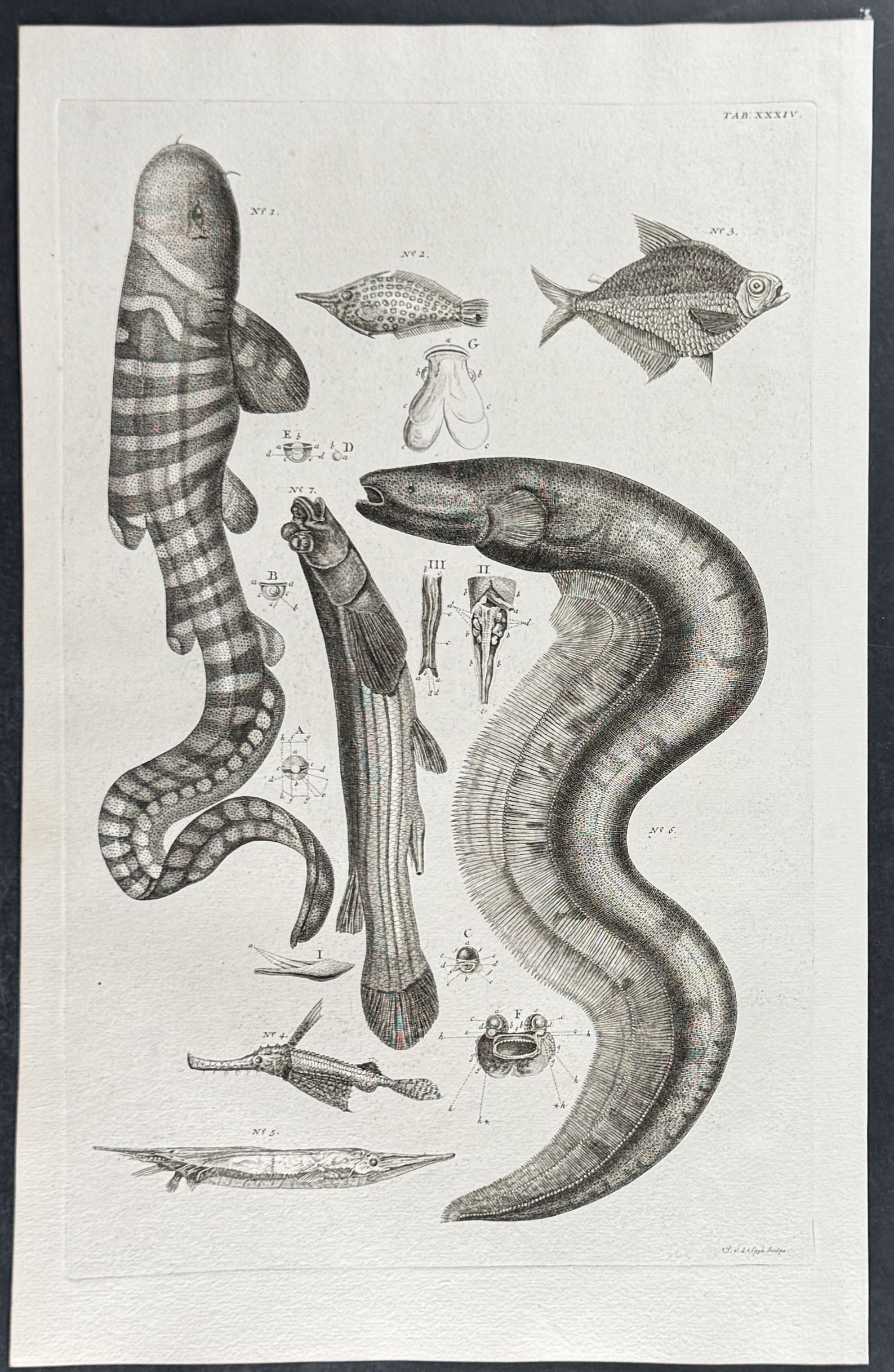 Fish