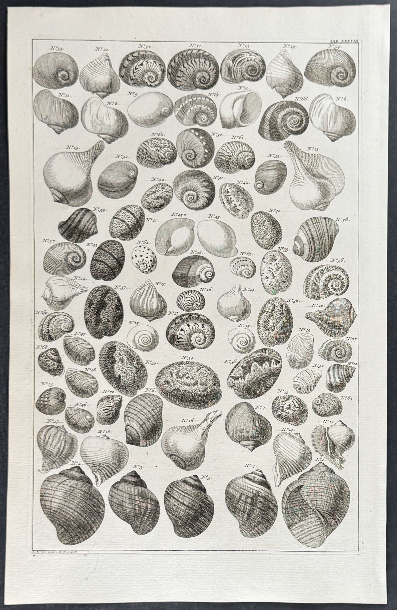 Shells