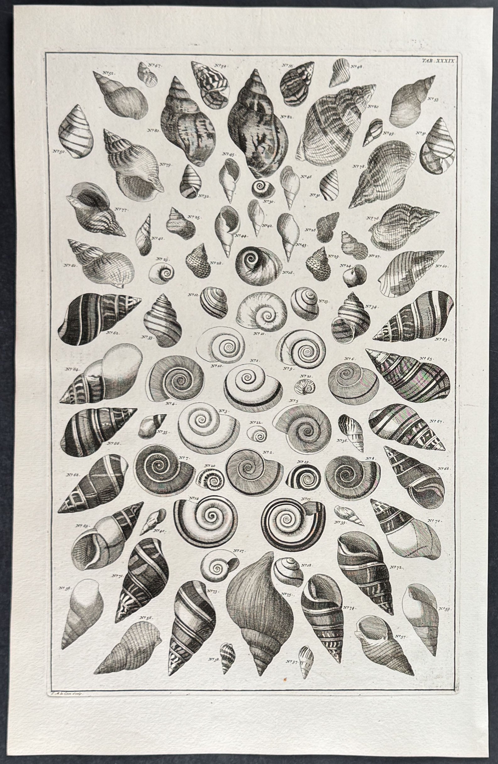 Shells