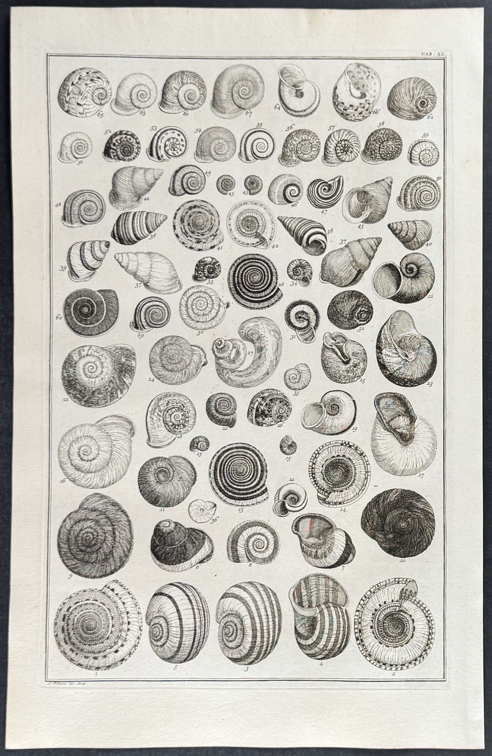 Shells