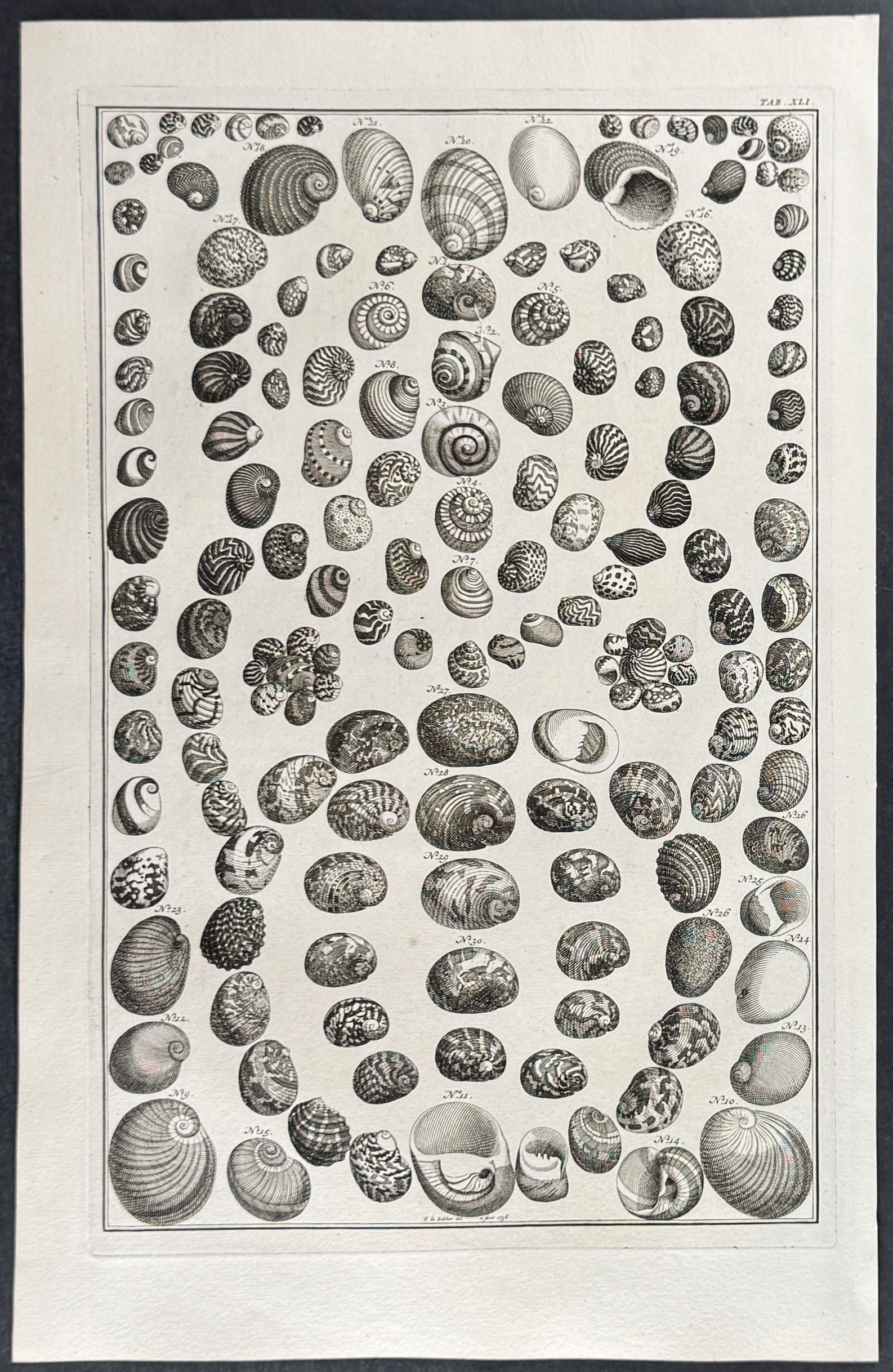 Shells
