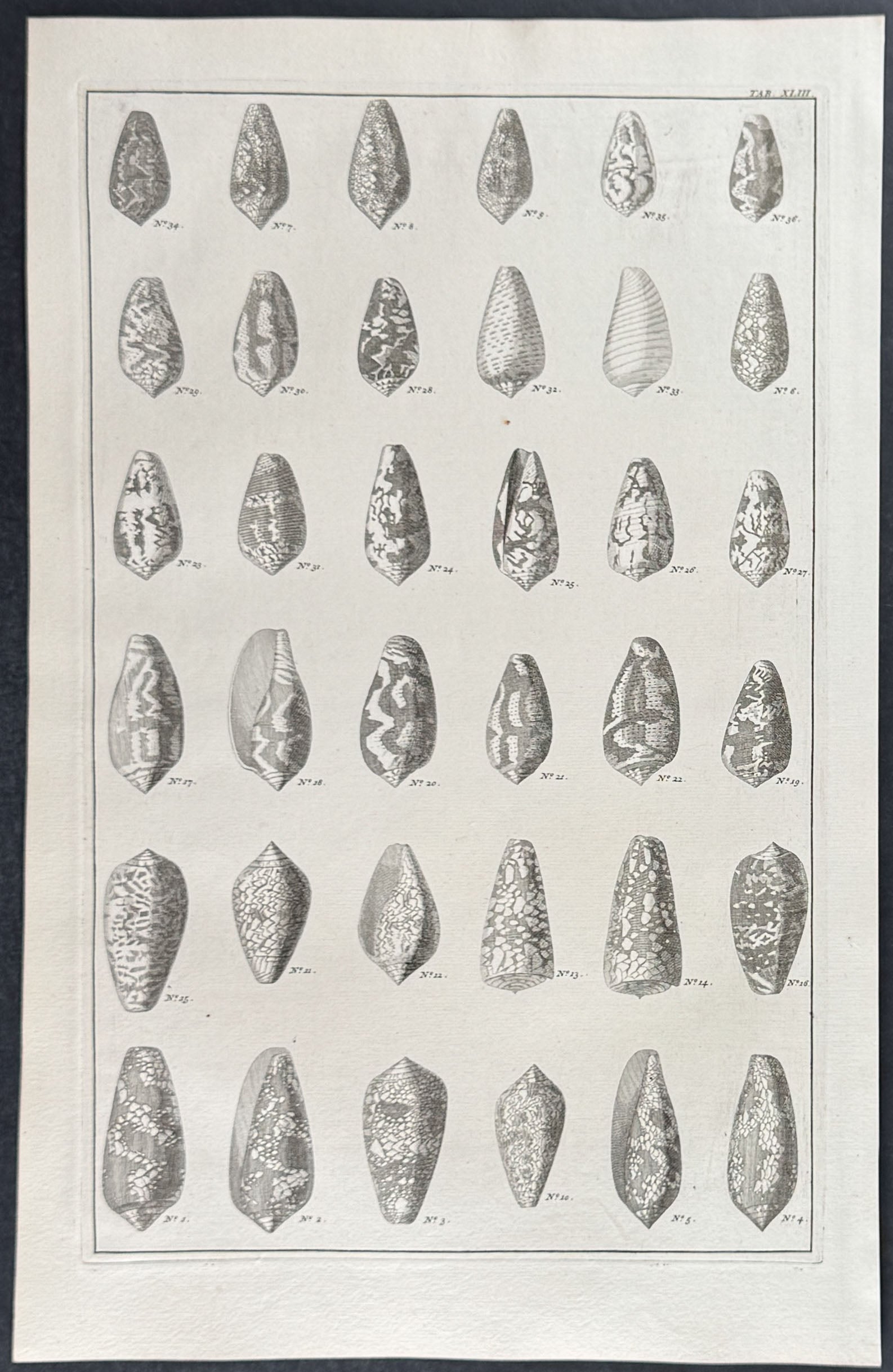 Shells