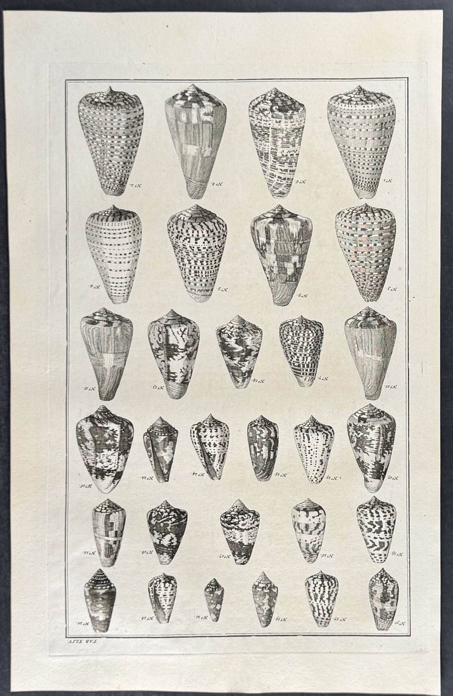 Shells