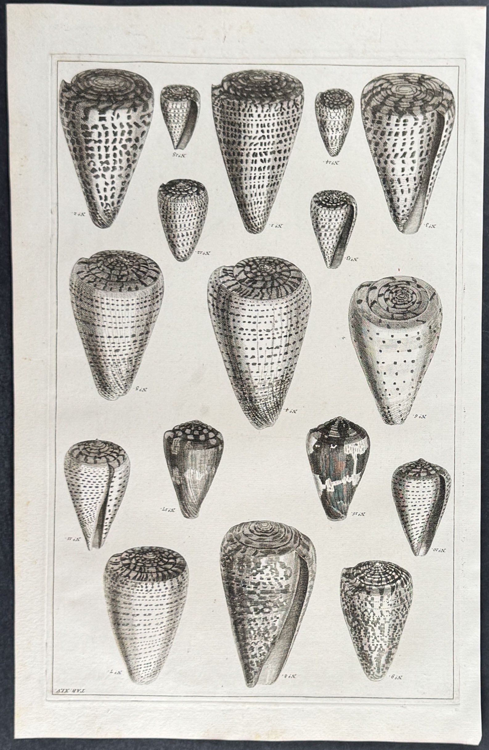 Shells