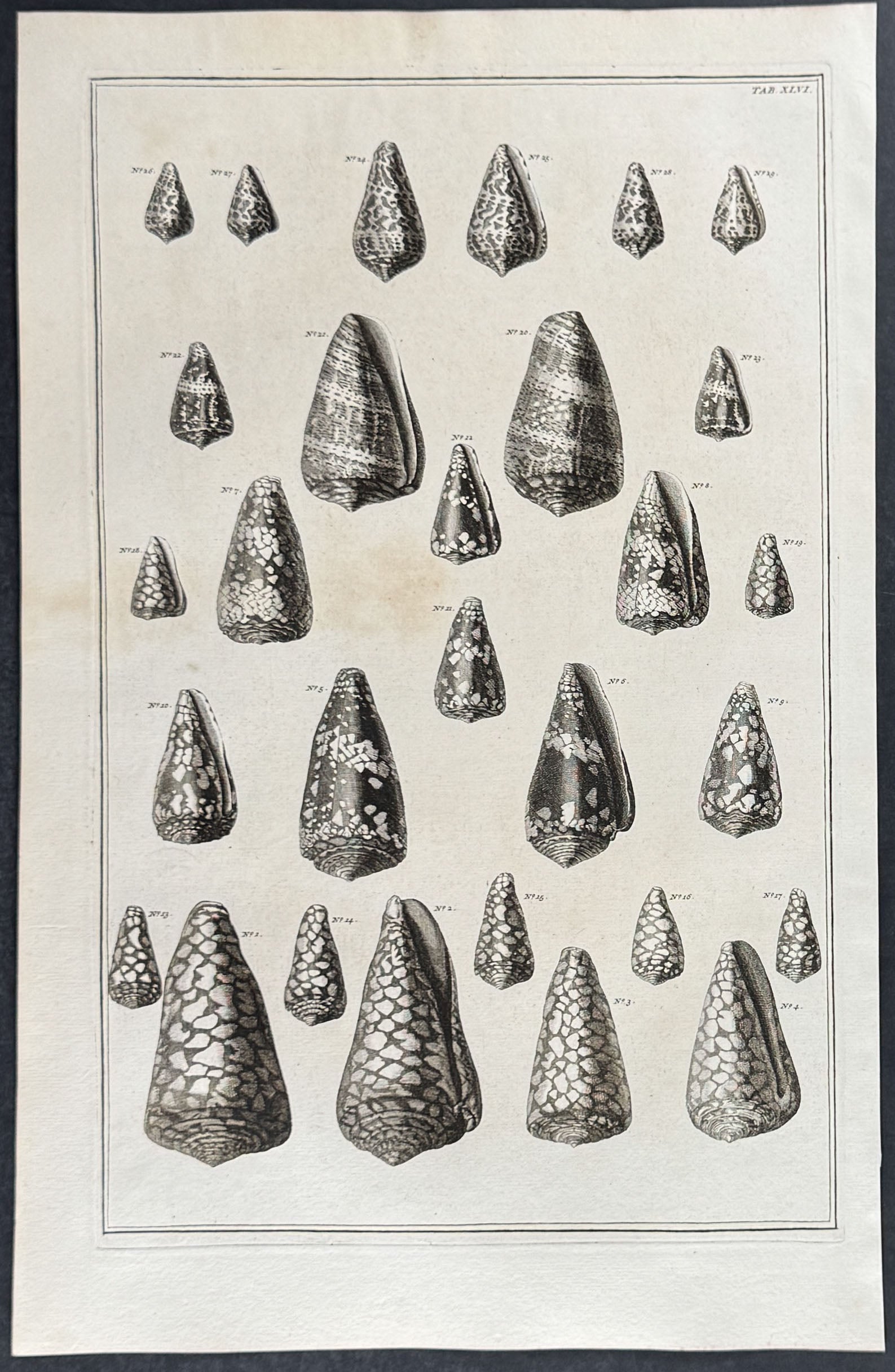 Shells
