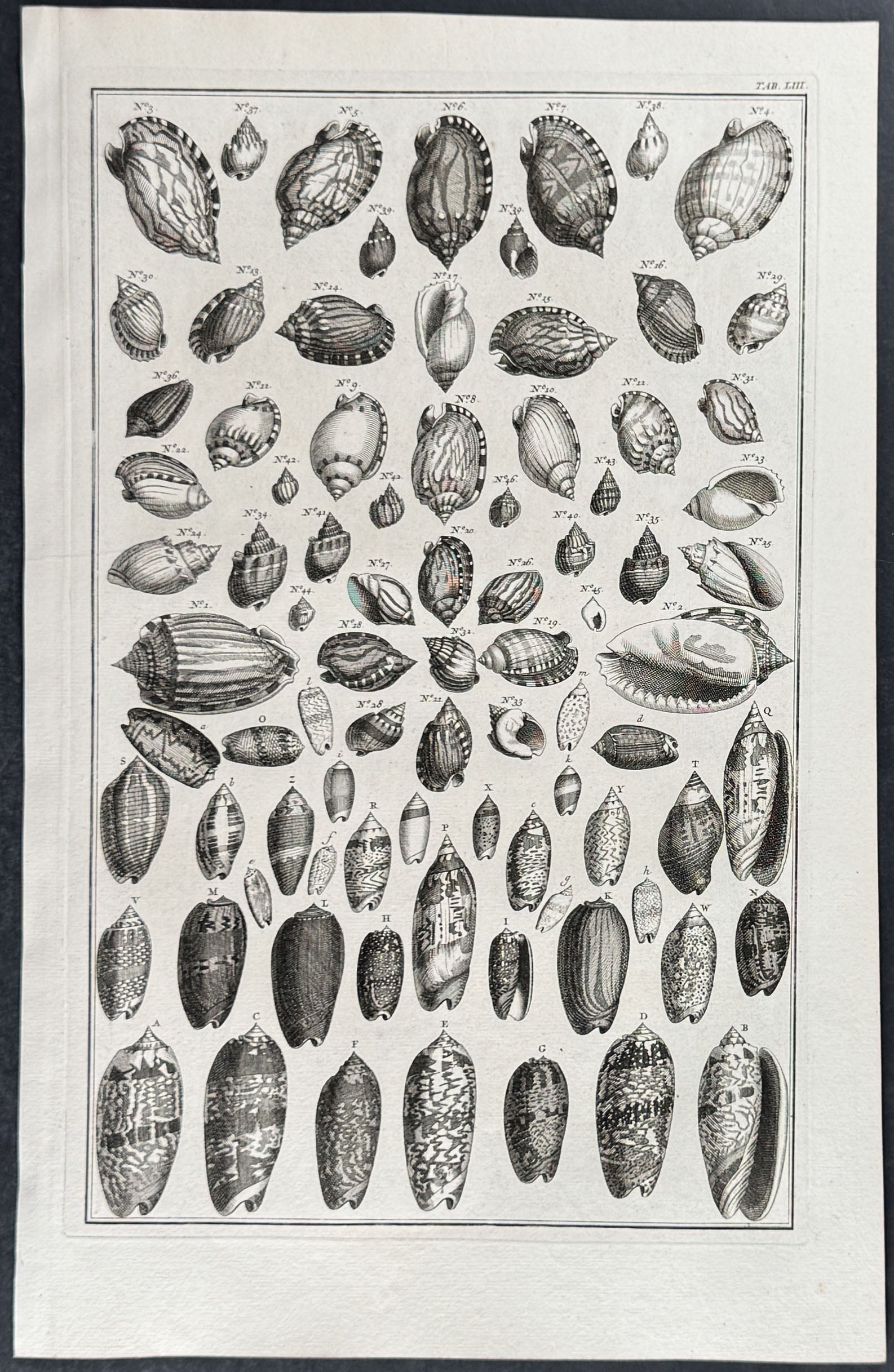 Shells