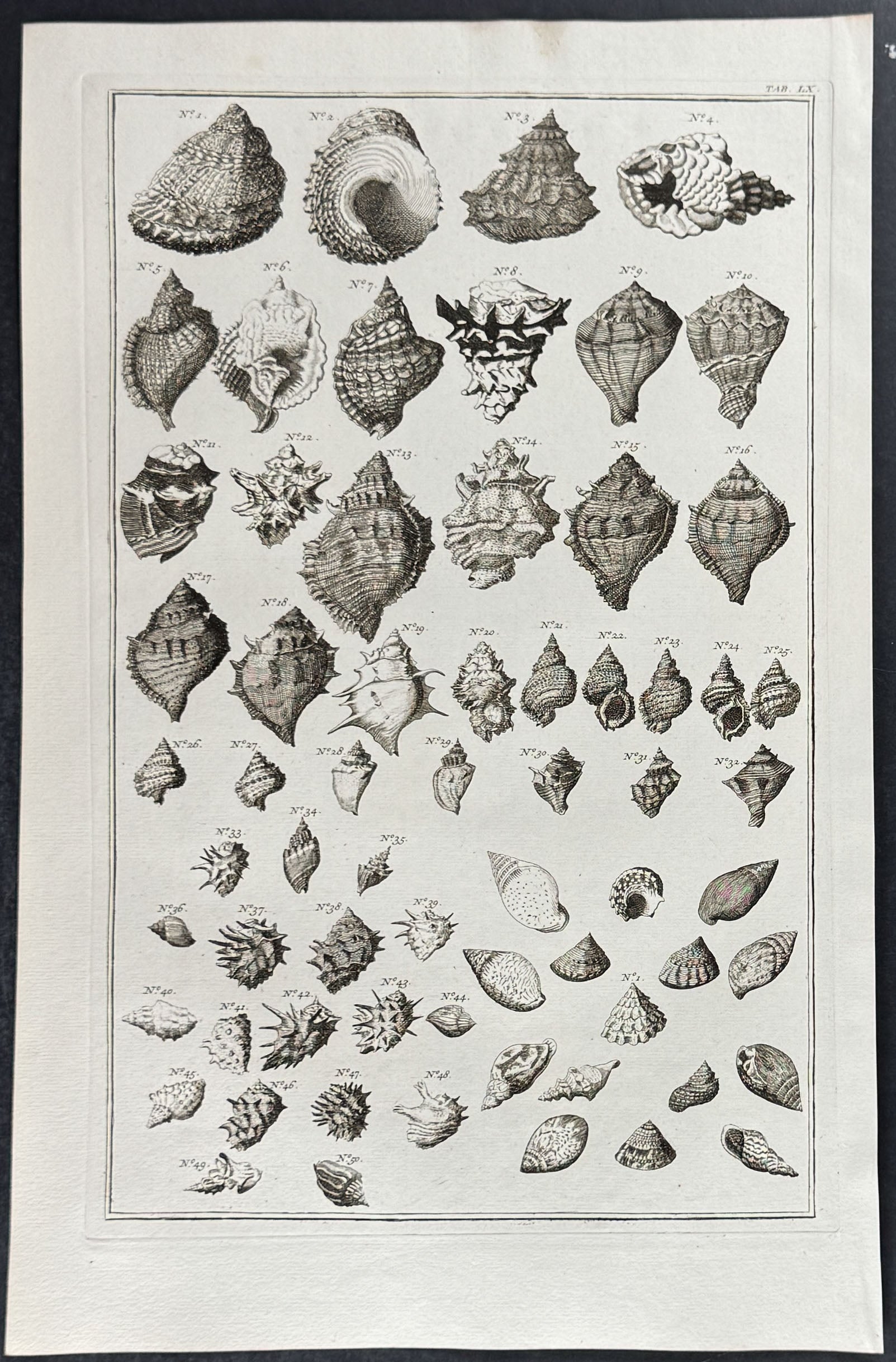 Shells