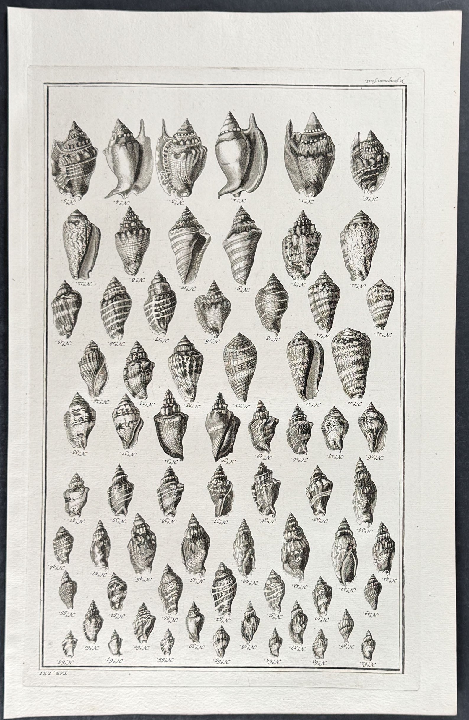 Shells