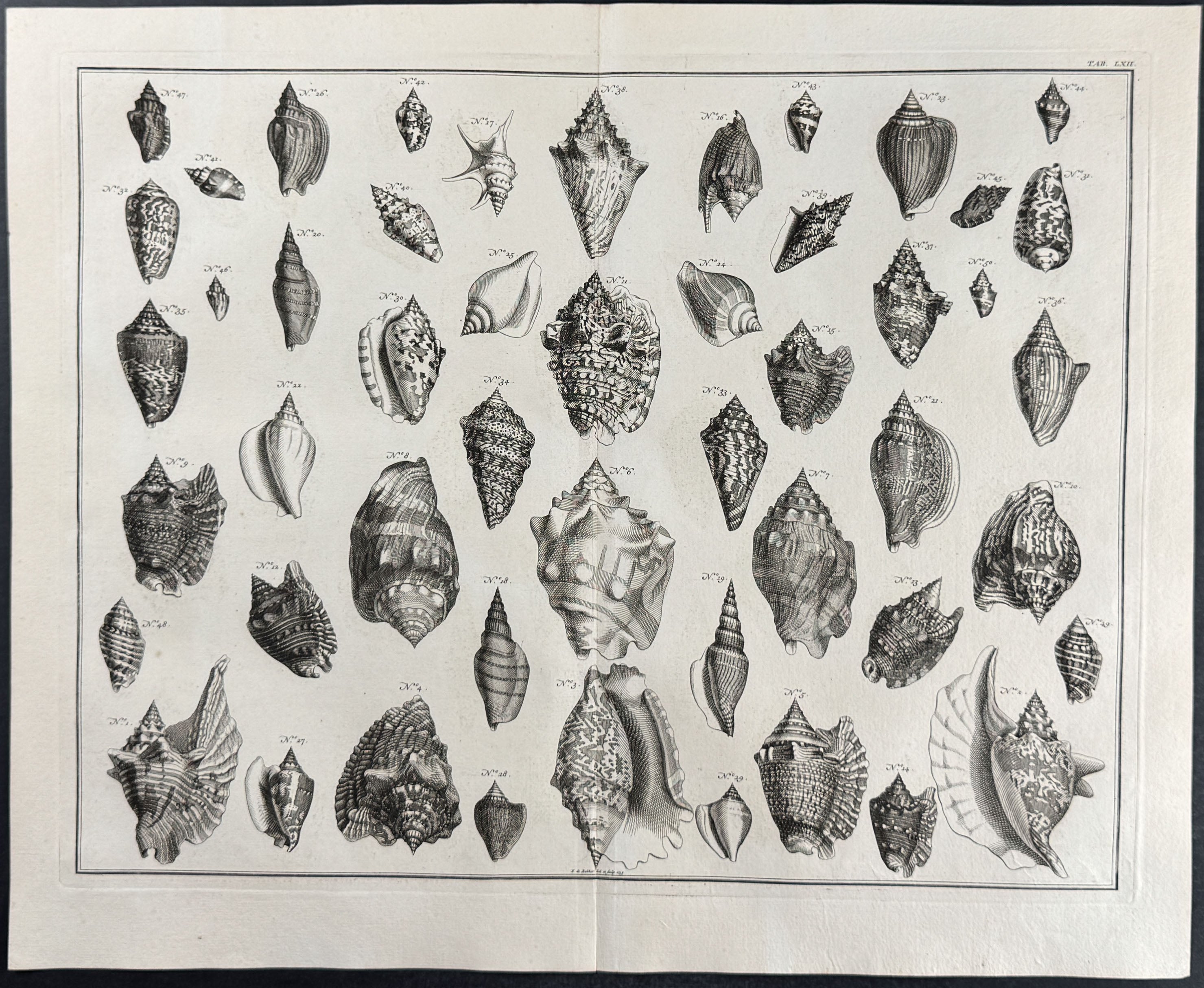 Shells
