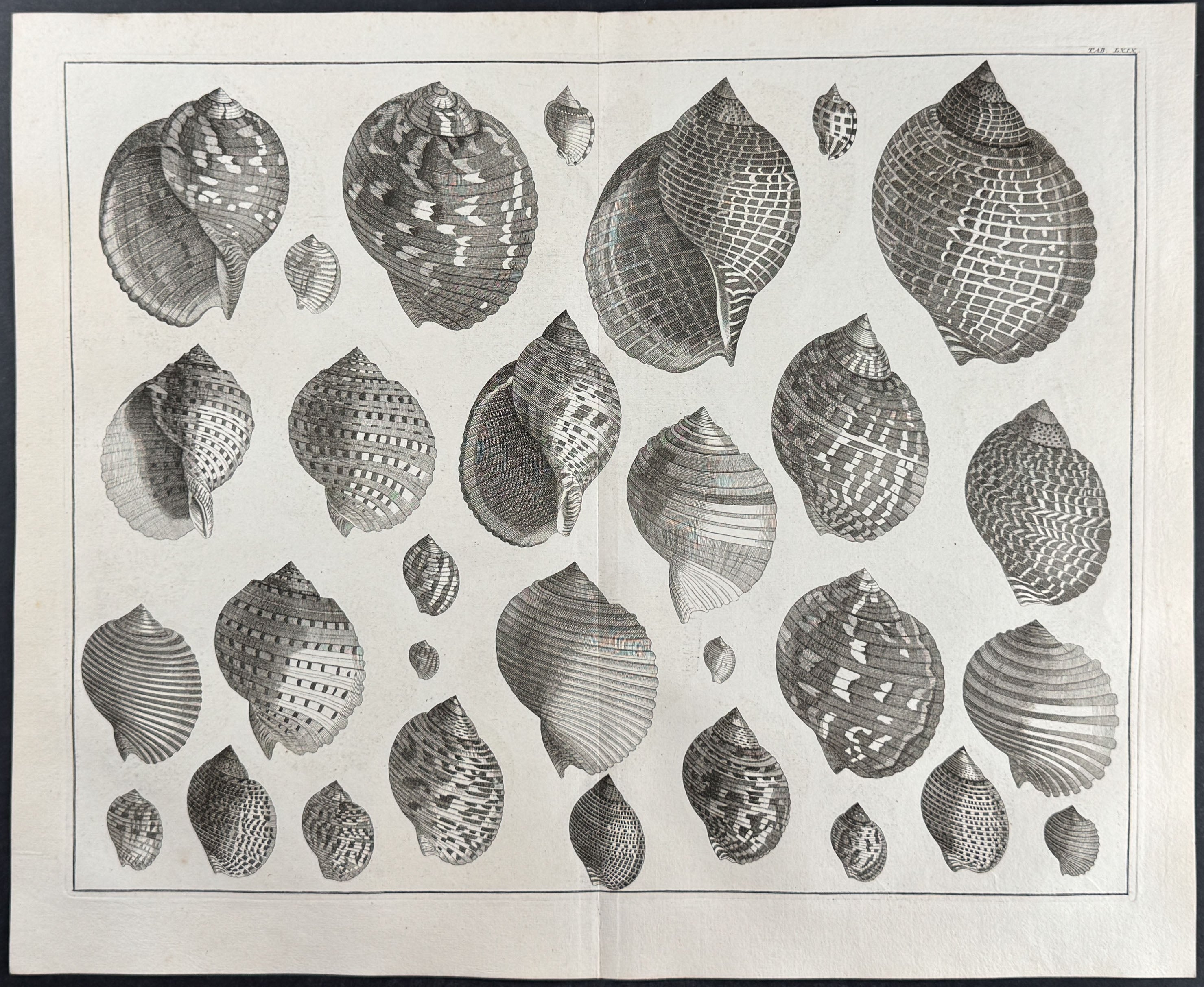 Shells