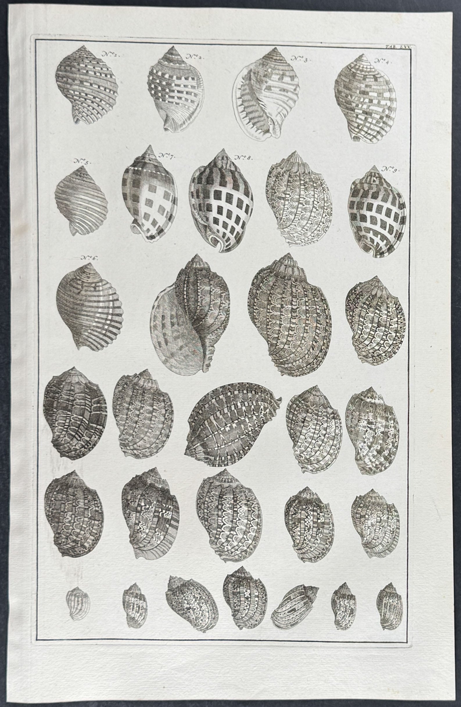 Shells