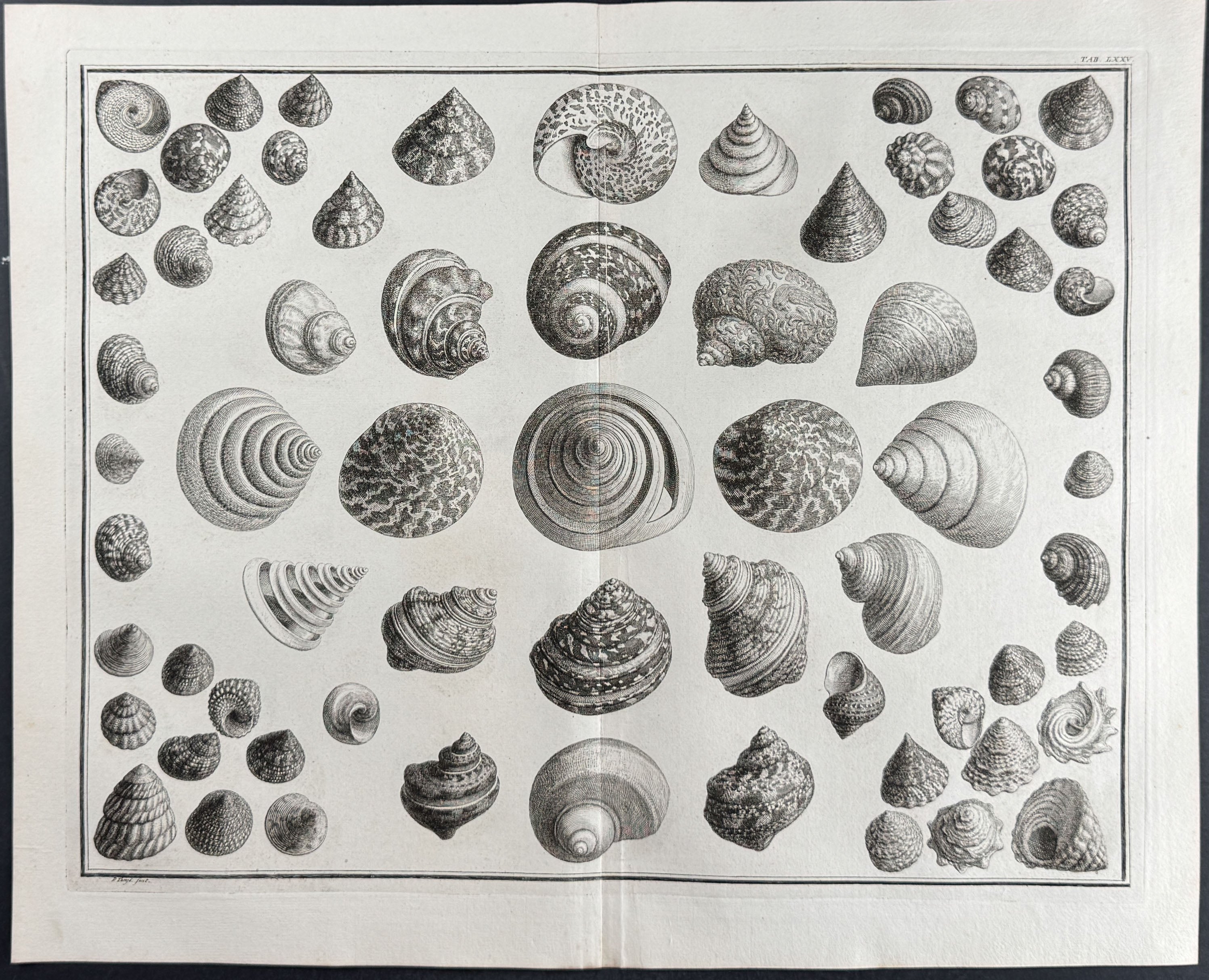 Shells