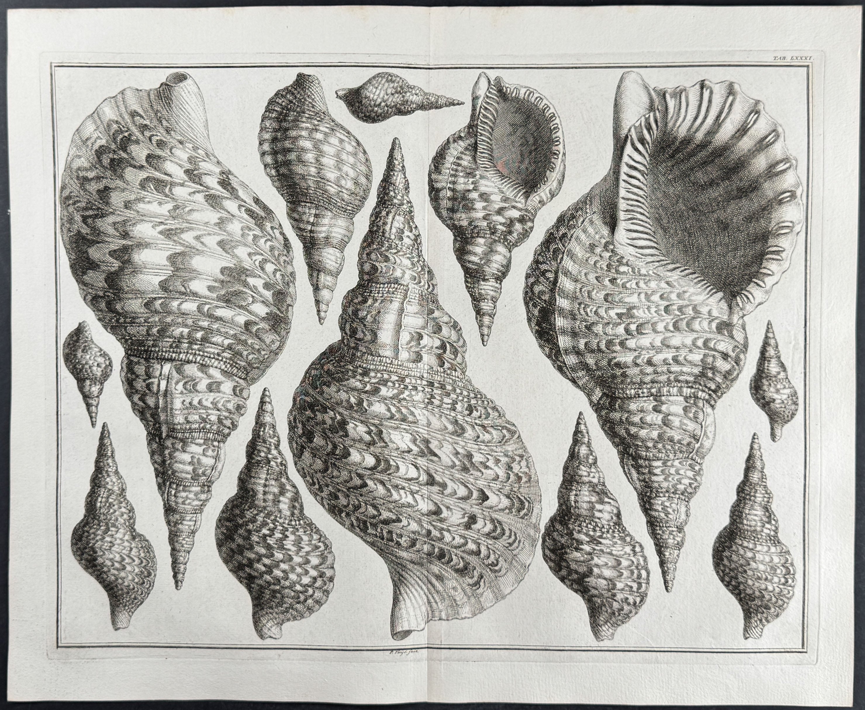Shells
