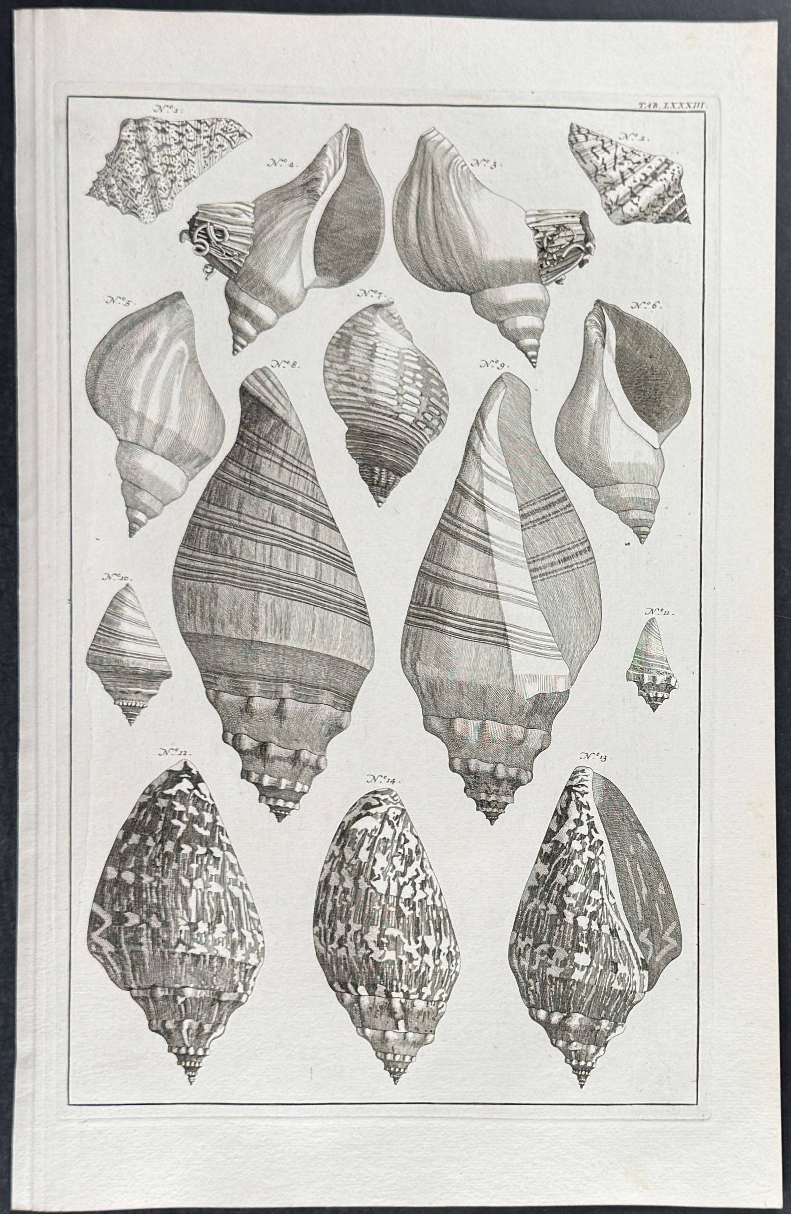 Shells