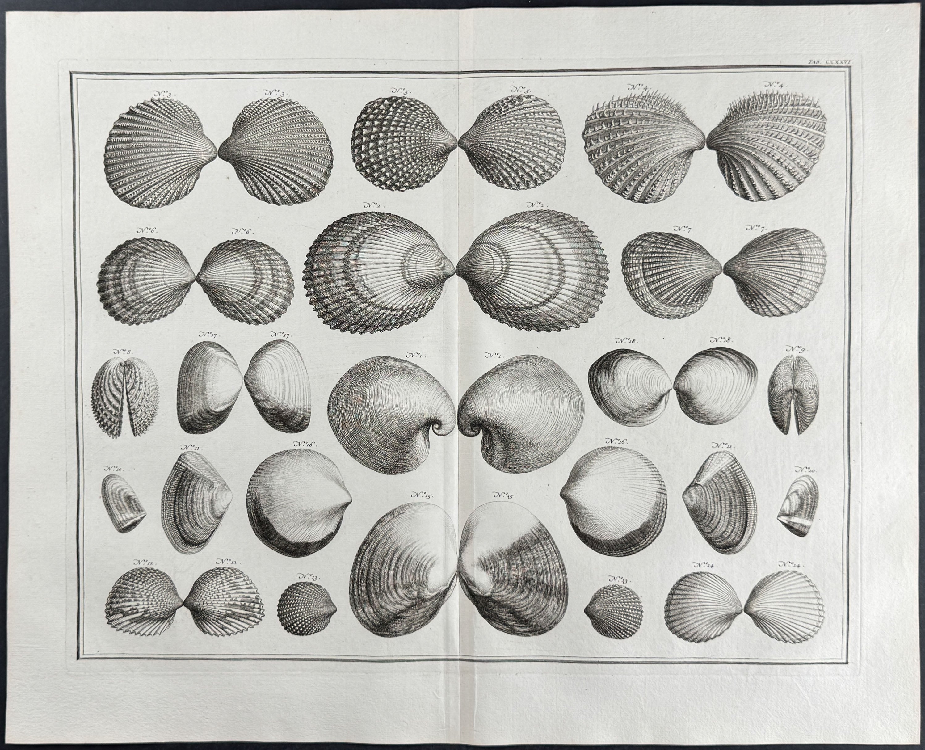 Shells