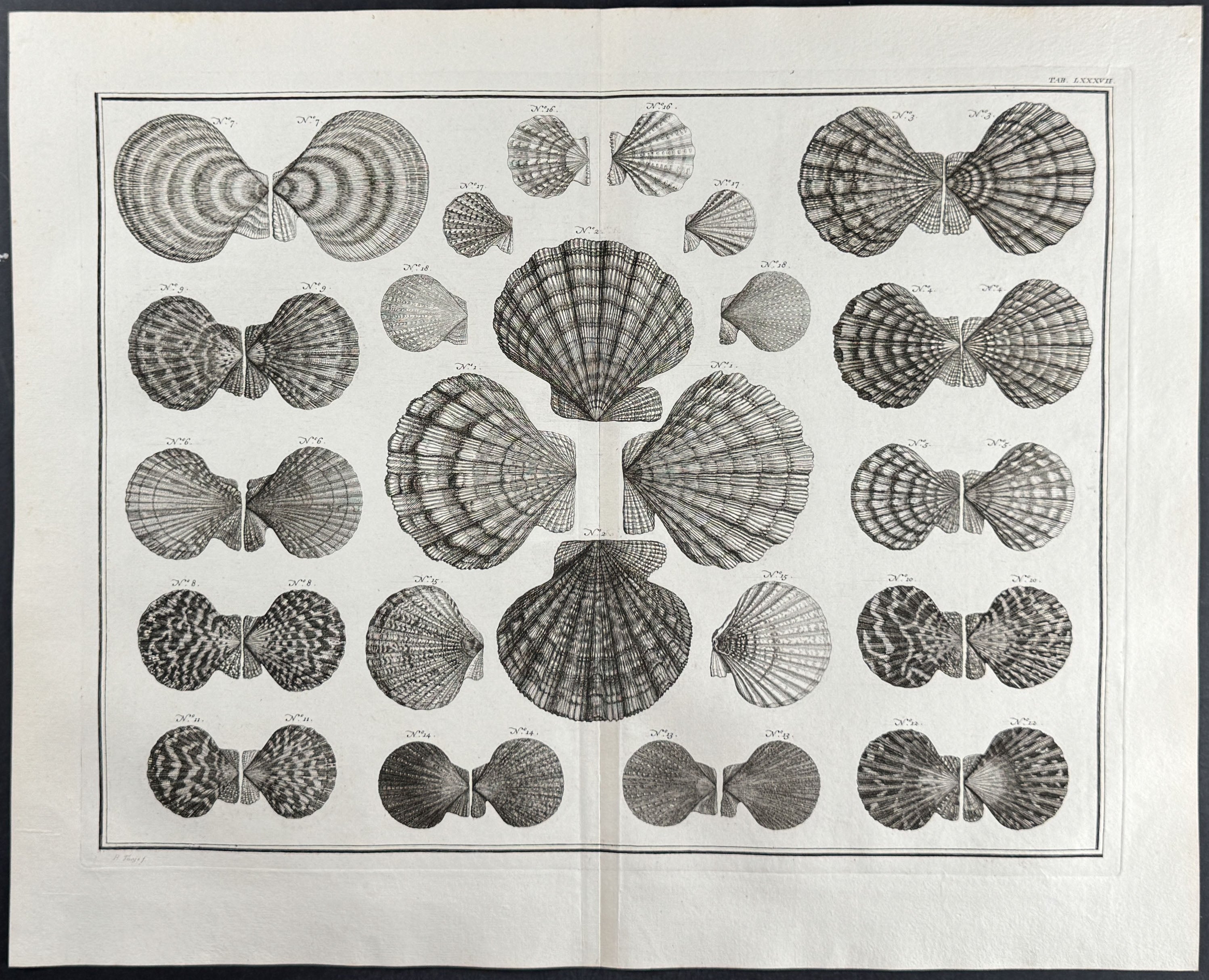 Shells