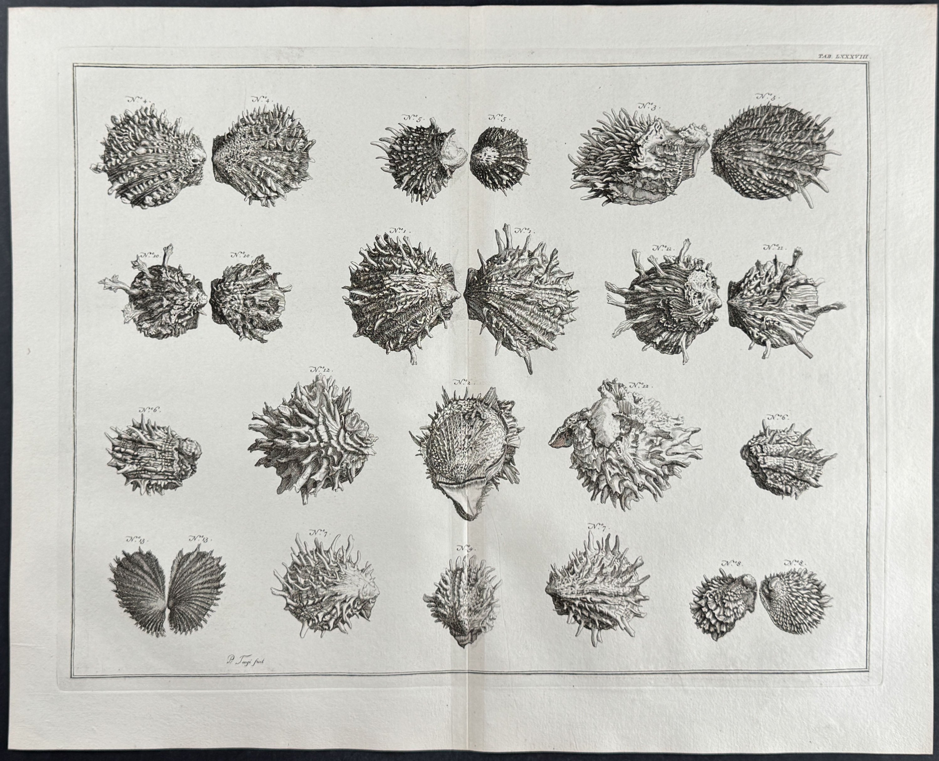 Shells
