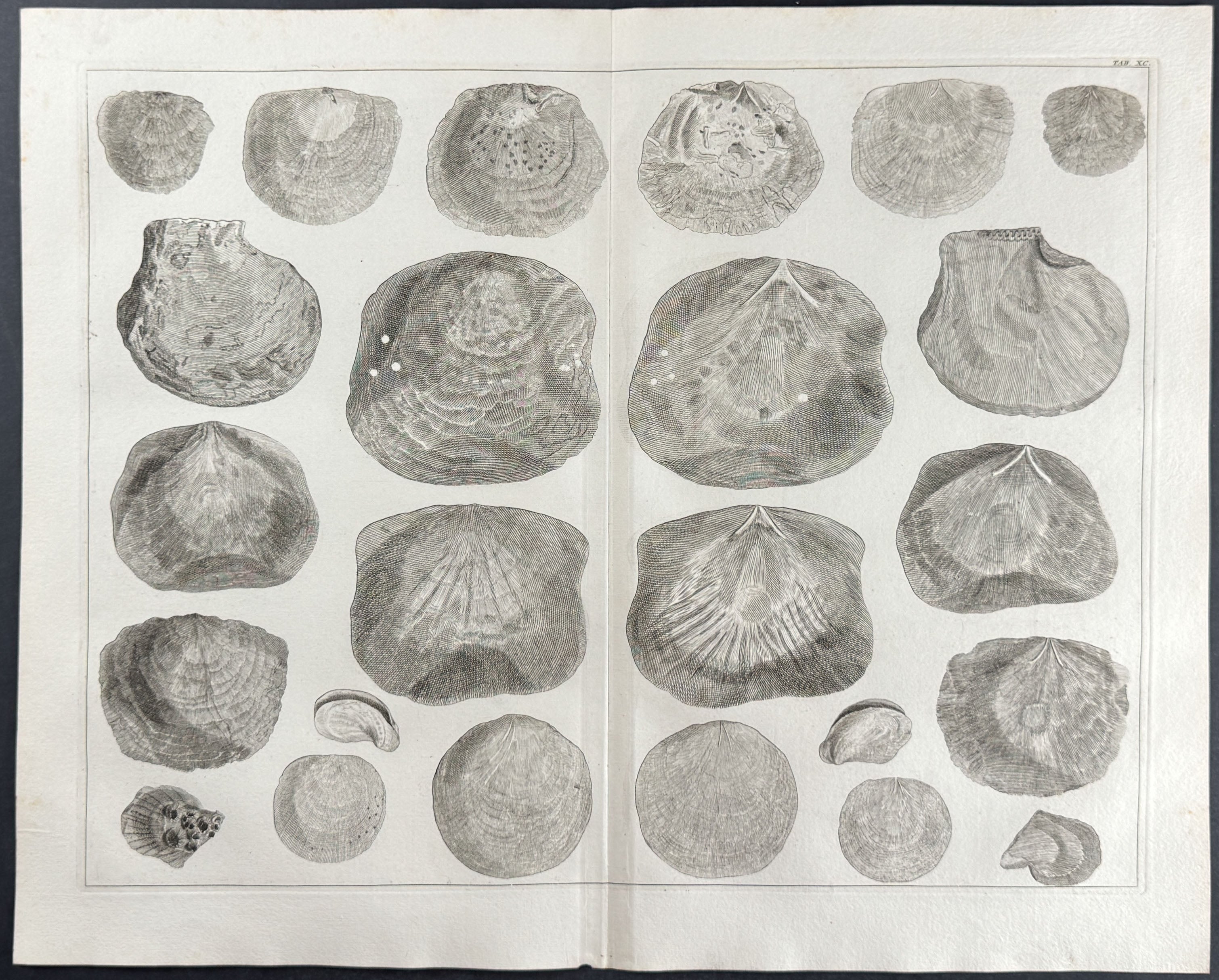 Shells
