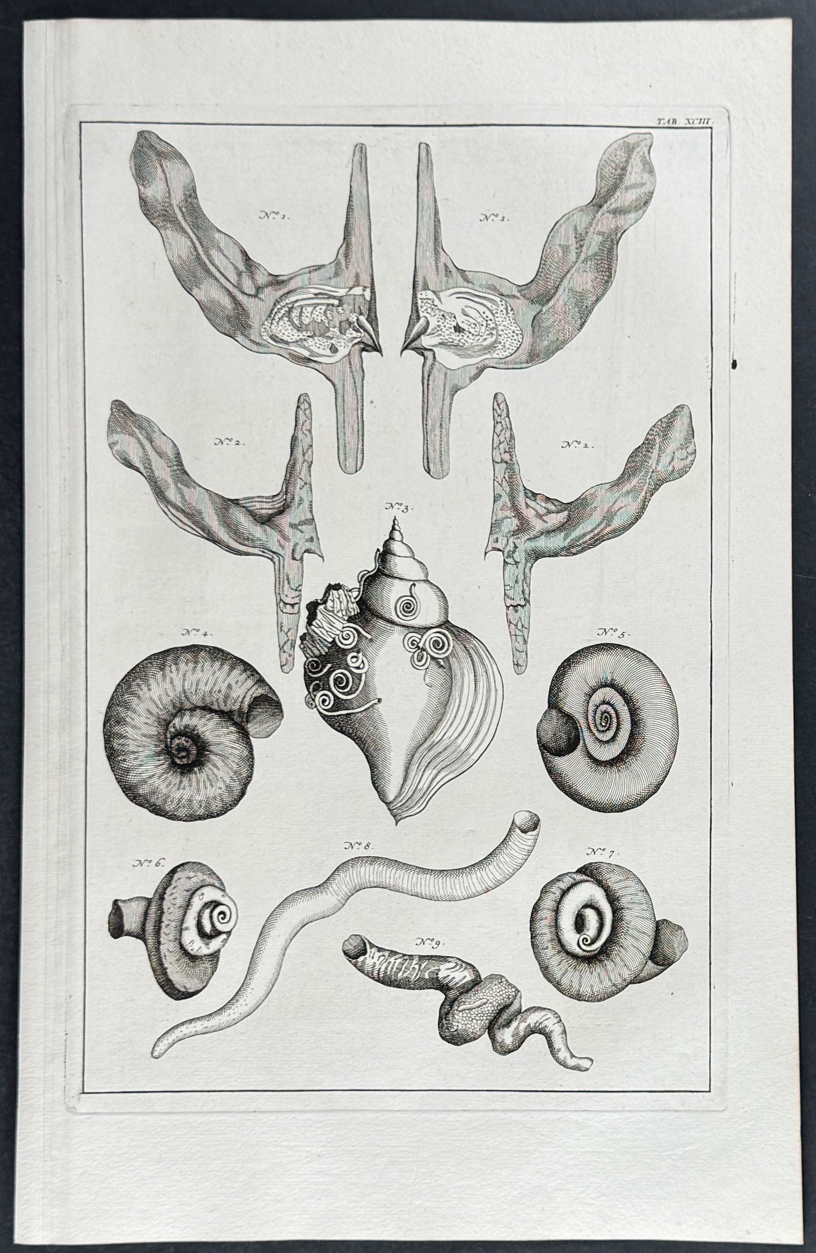 Shells