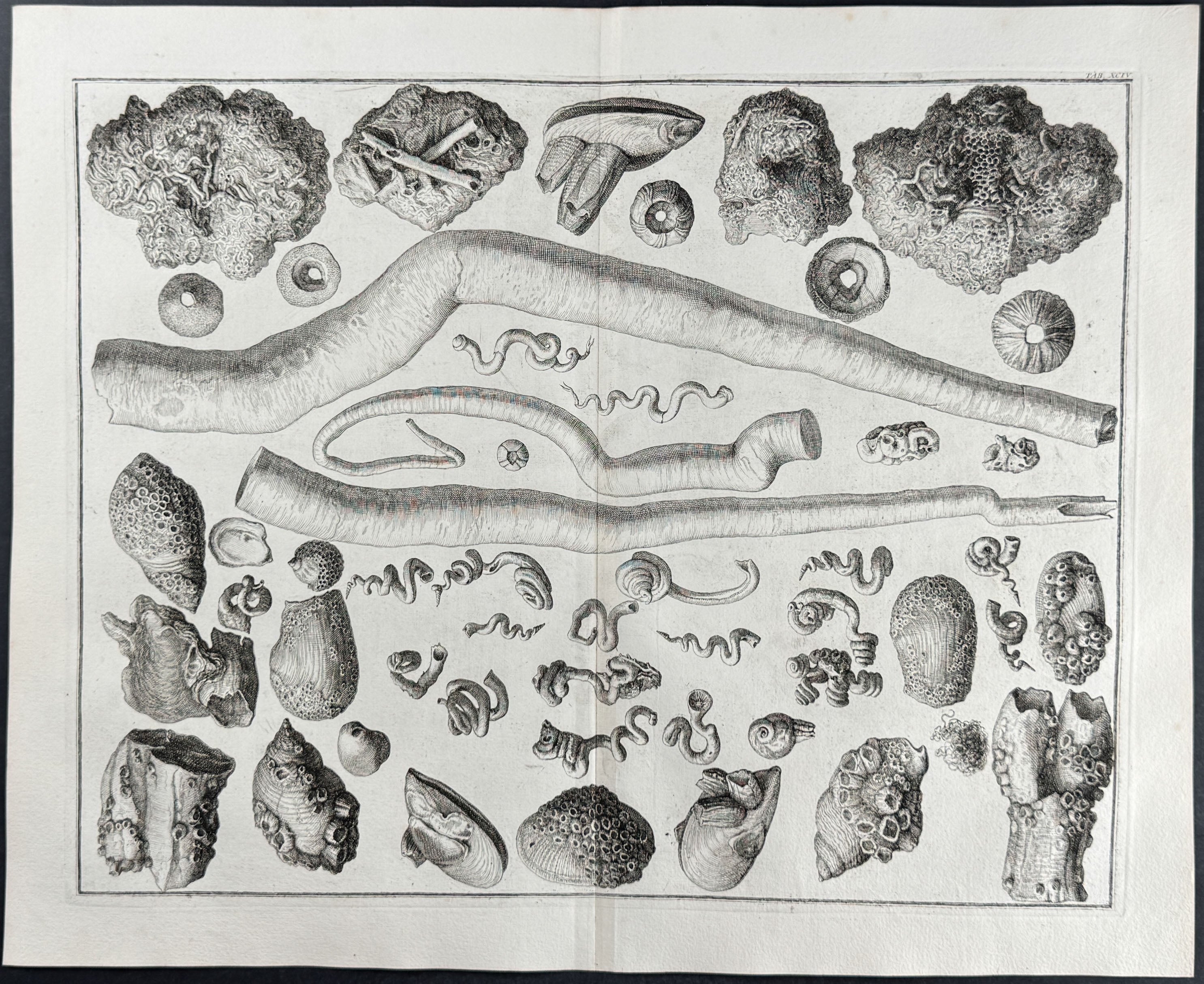 Shells, Barnacle 