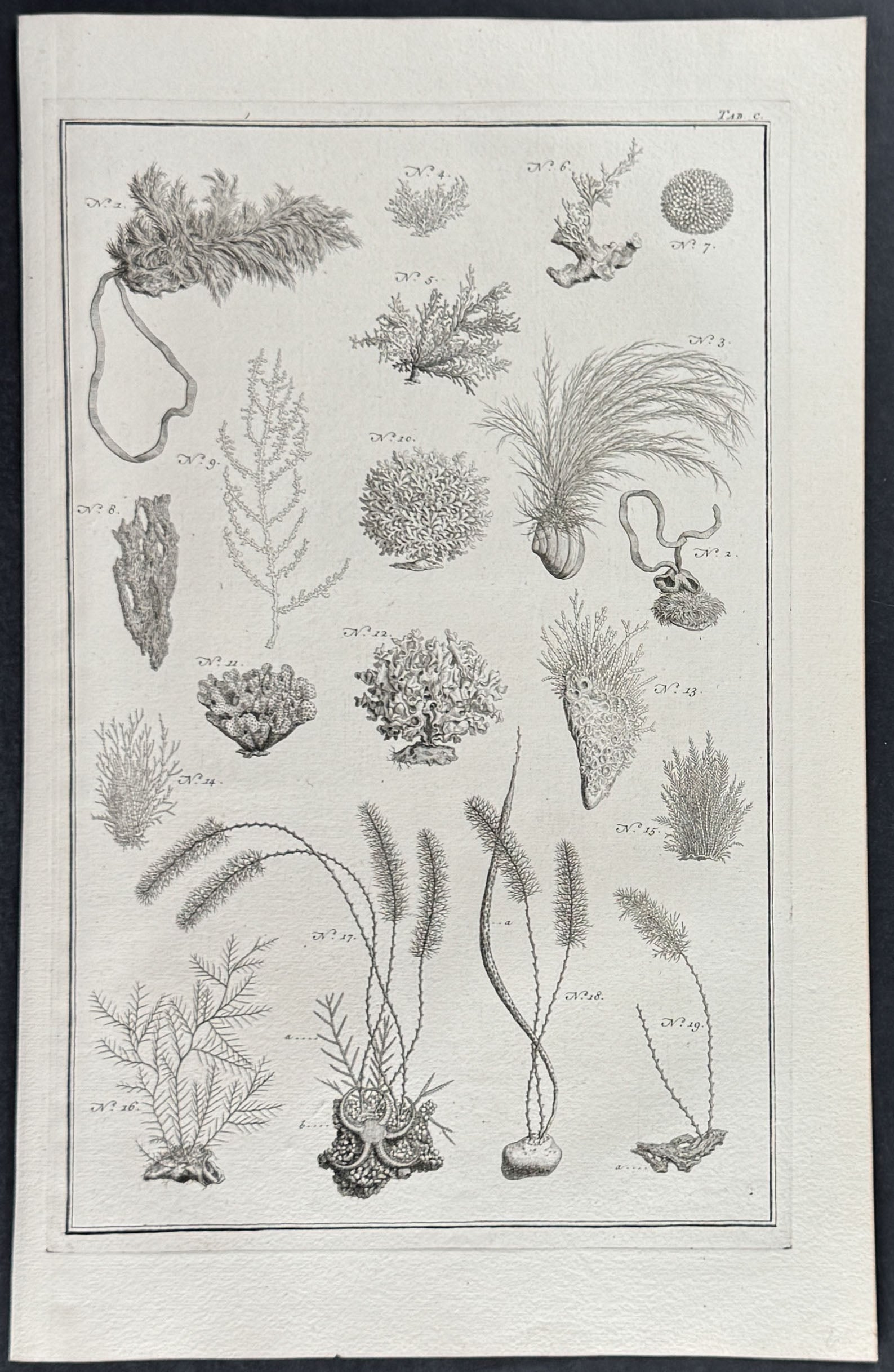 Coral