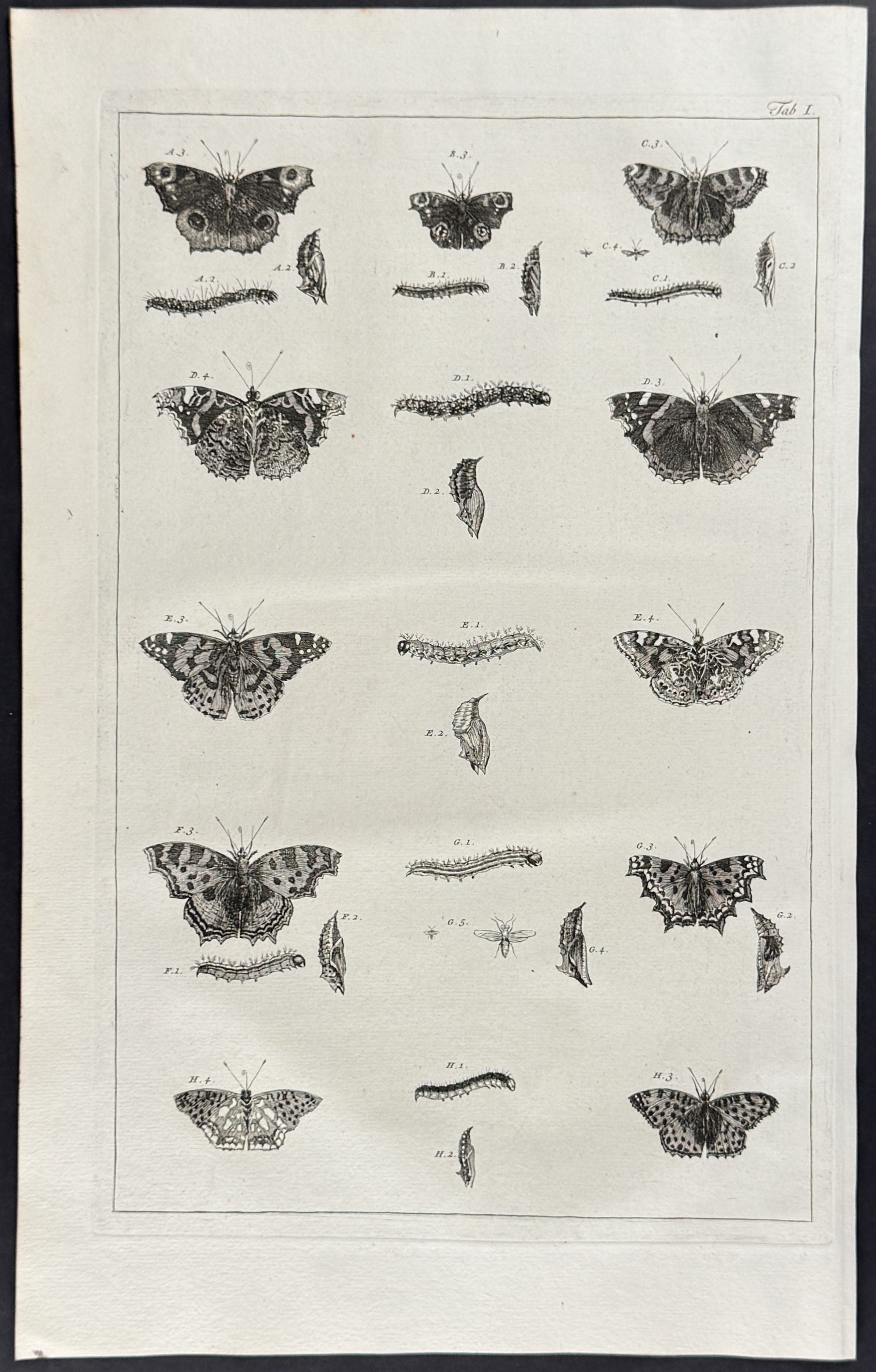 Butterflies or Moths, Caterpillars, Cacoons
