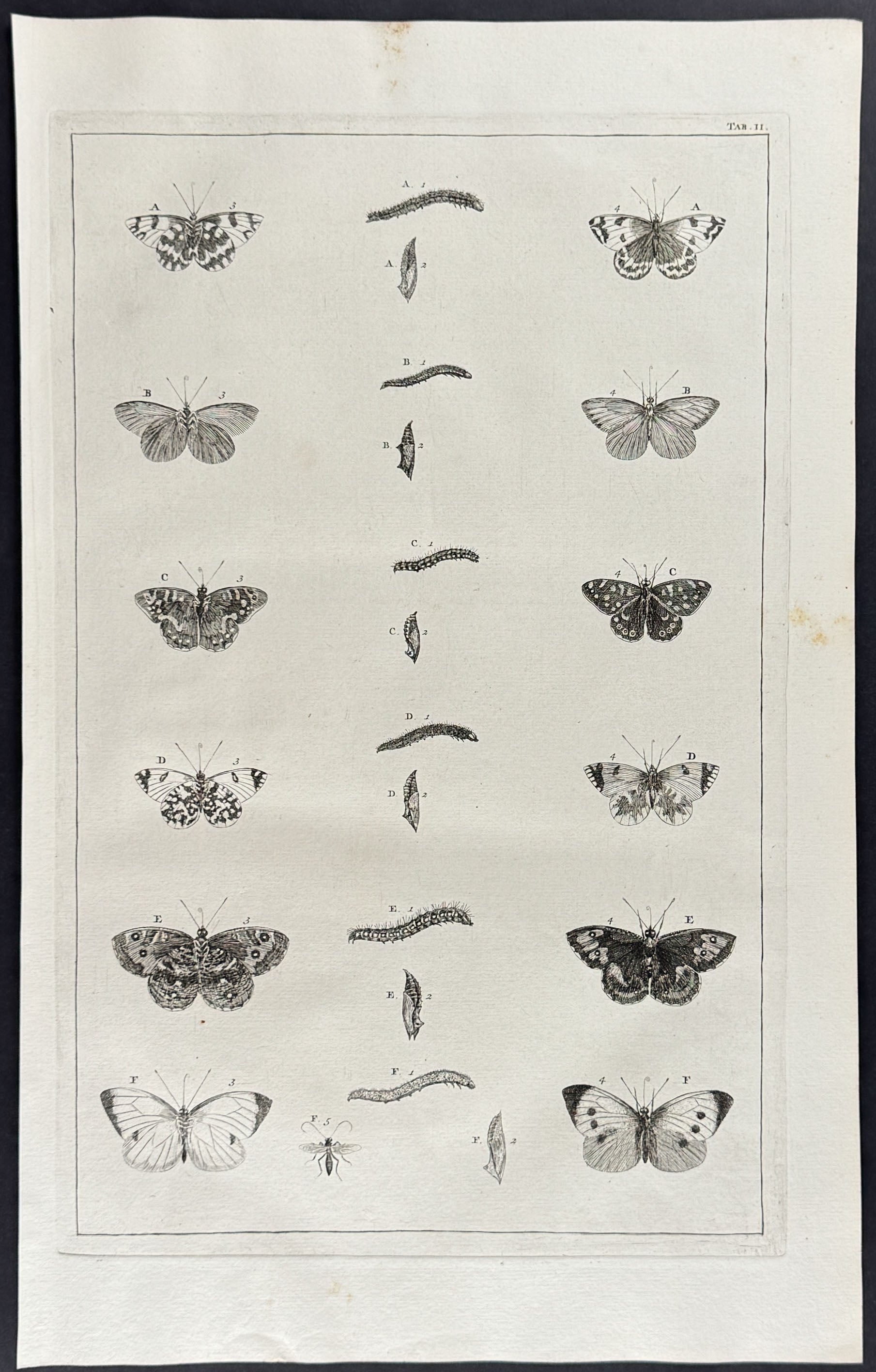 Butterflies or Moths, Caterpillars, Cacoons