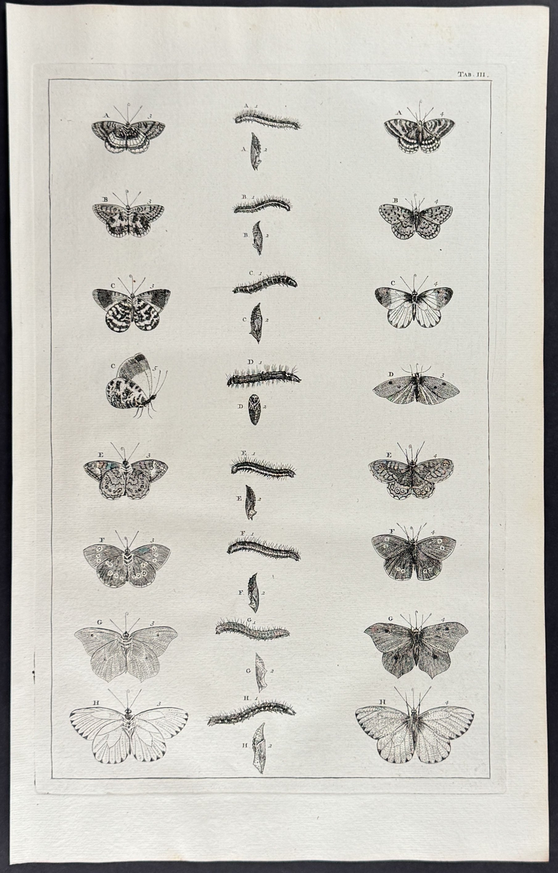 Butterflies or Moths, Caterpillars, Cacoons