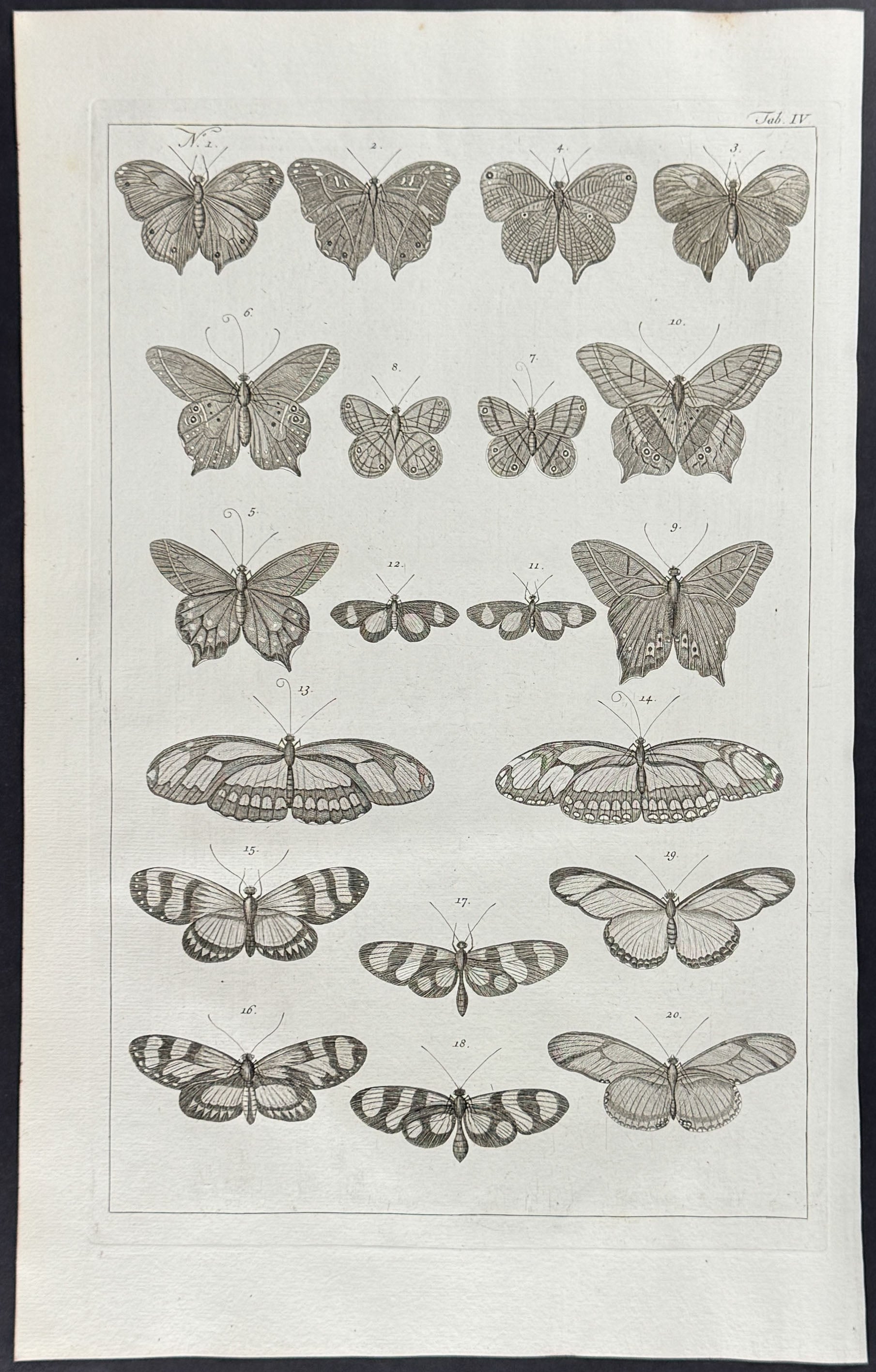 Butterflies or Moths