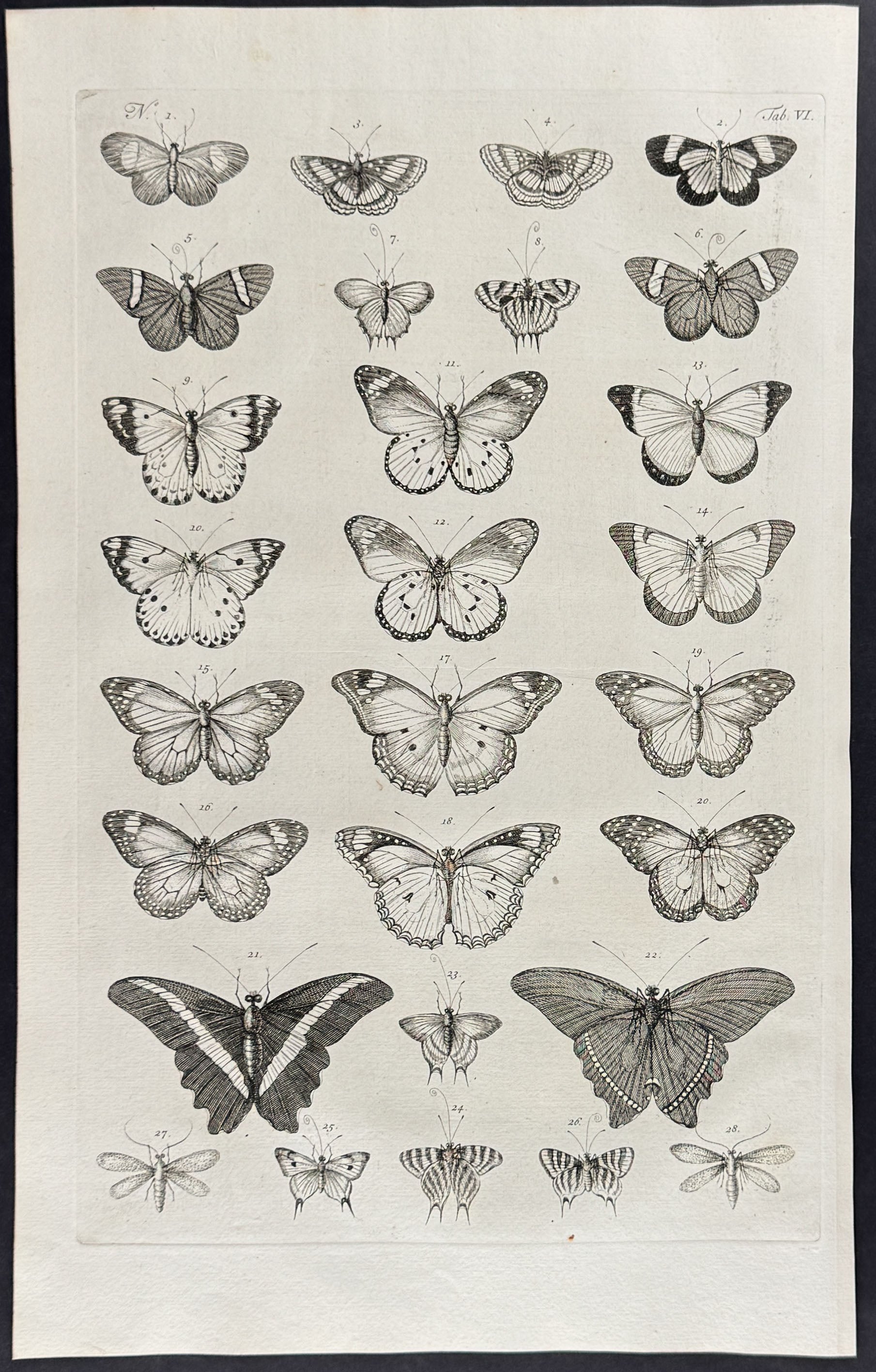 Butterflies or Moths