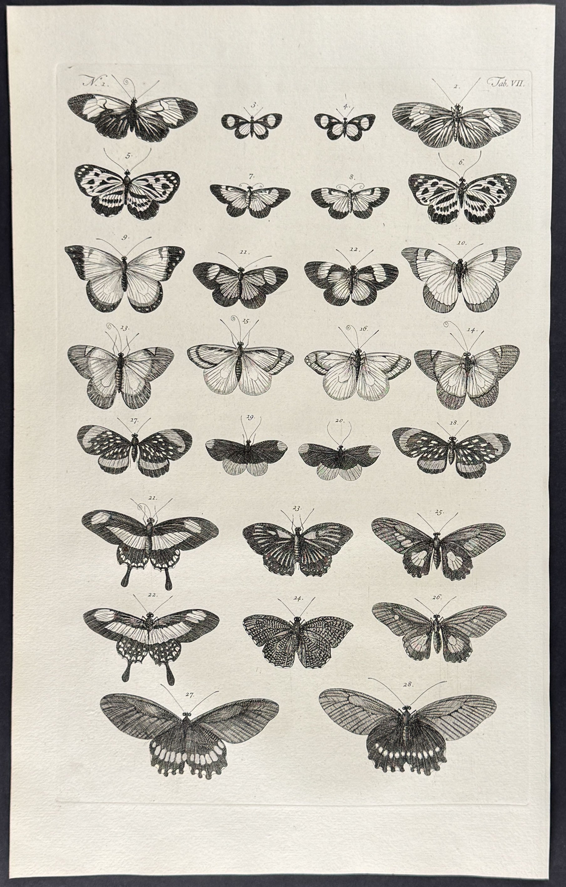 Butterflies or Moths