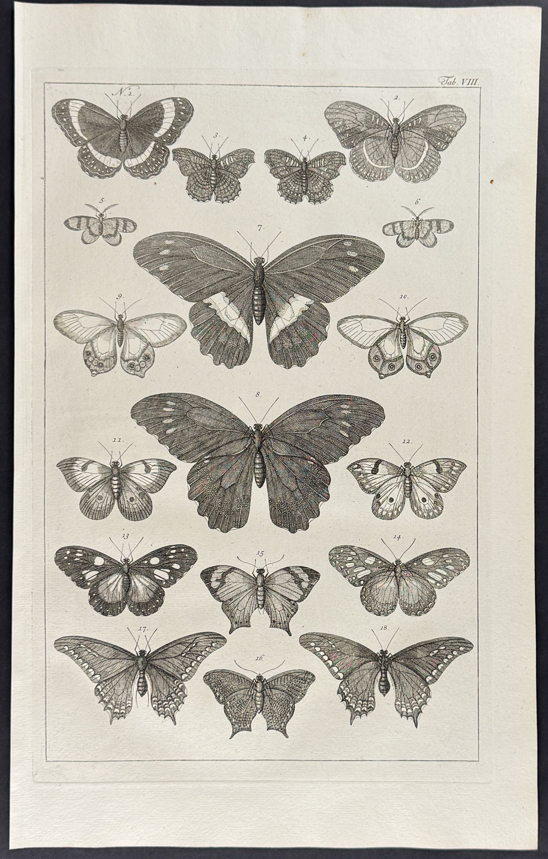 Butterflies or Moths