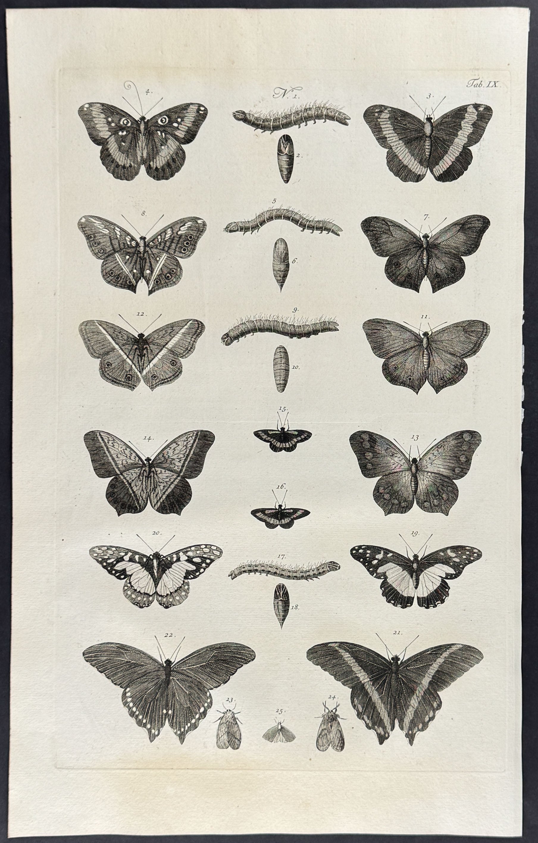 Butterflies or Moths, Caterpillars, Cacoons