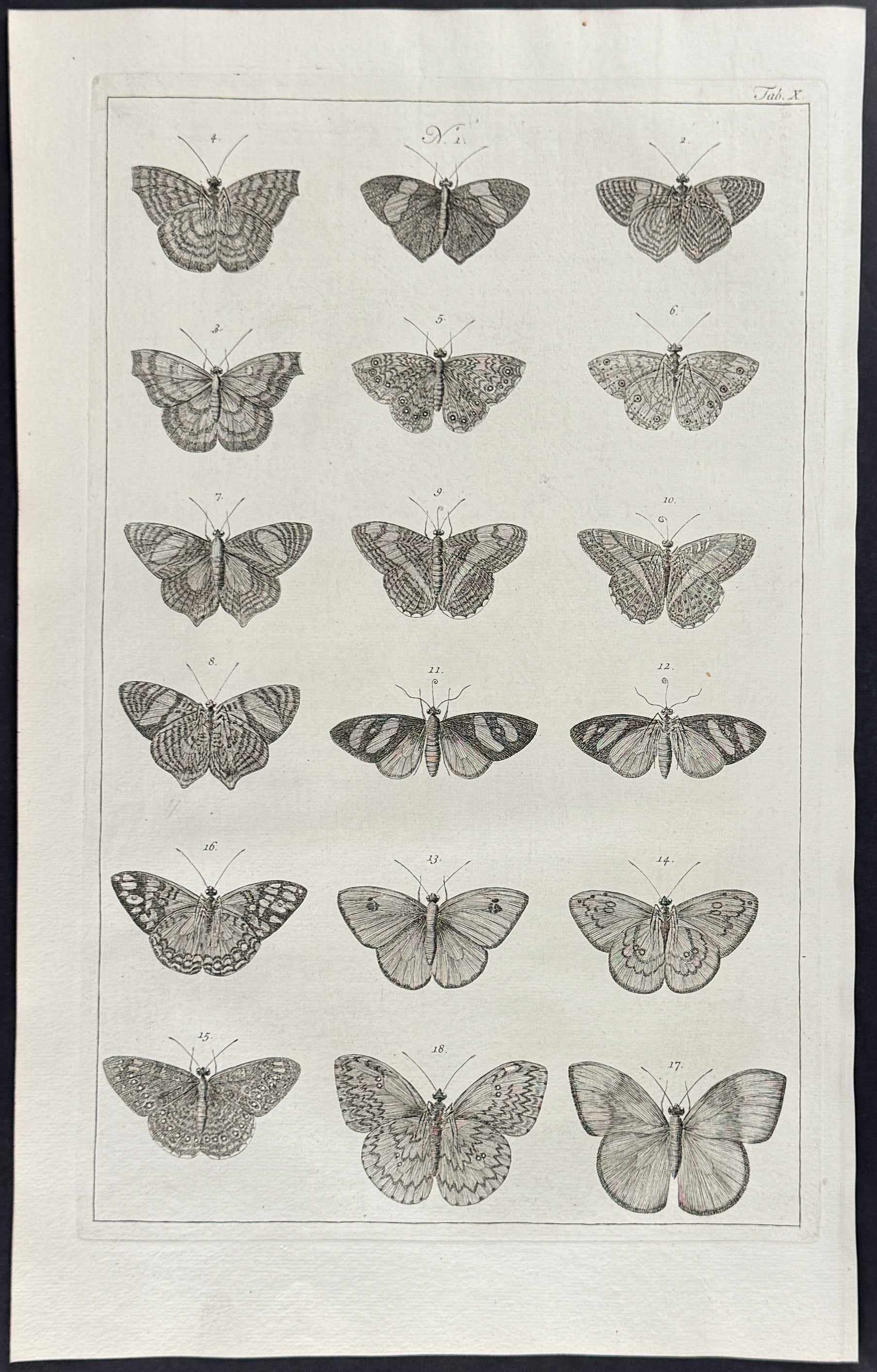 Butterflies or Moths, Caterpillars, Cacoons