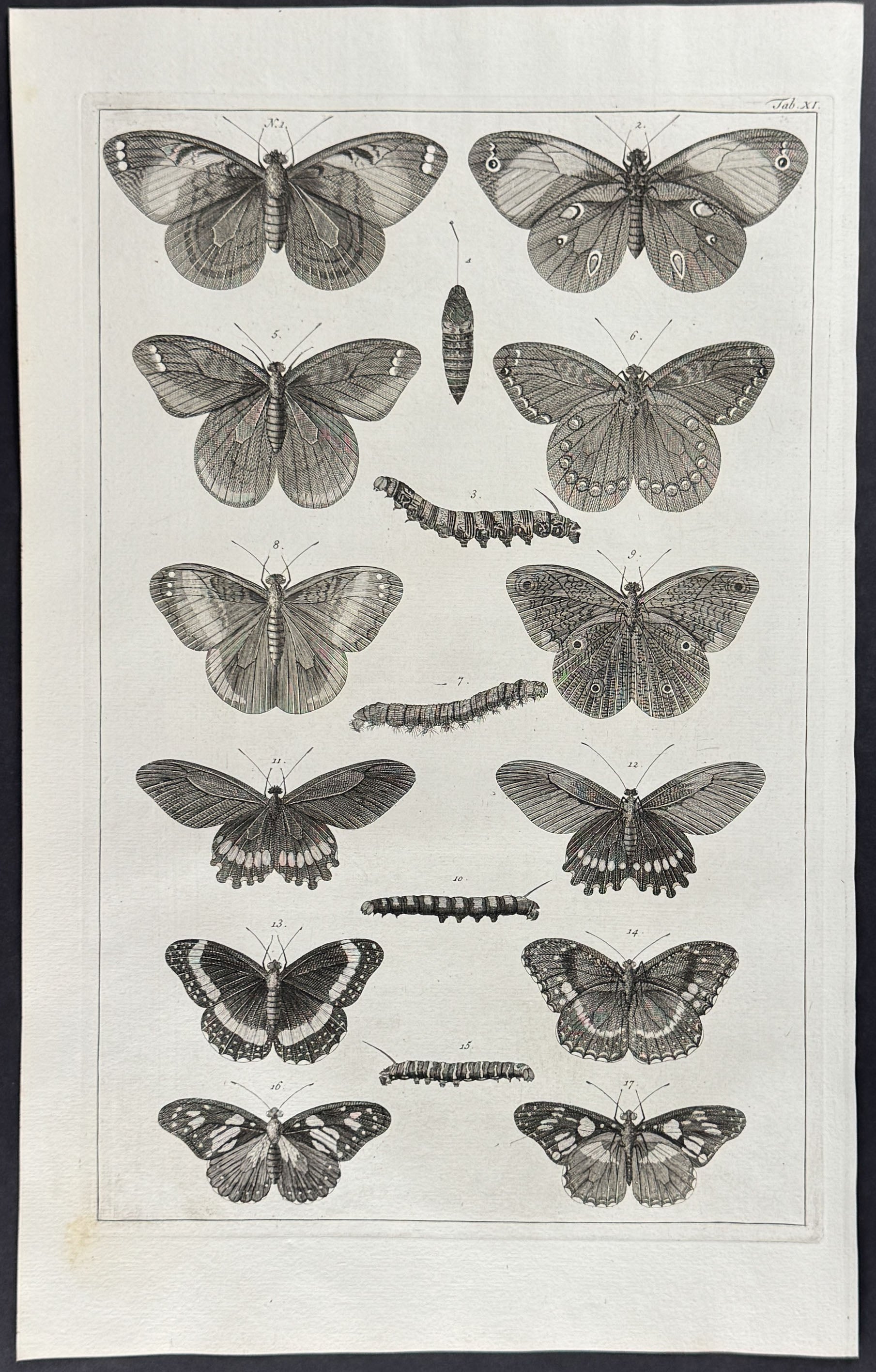 Butterflies or Moths