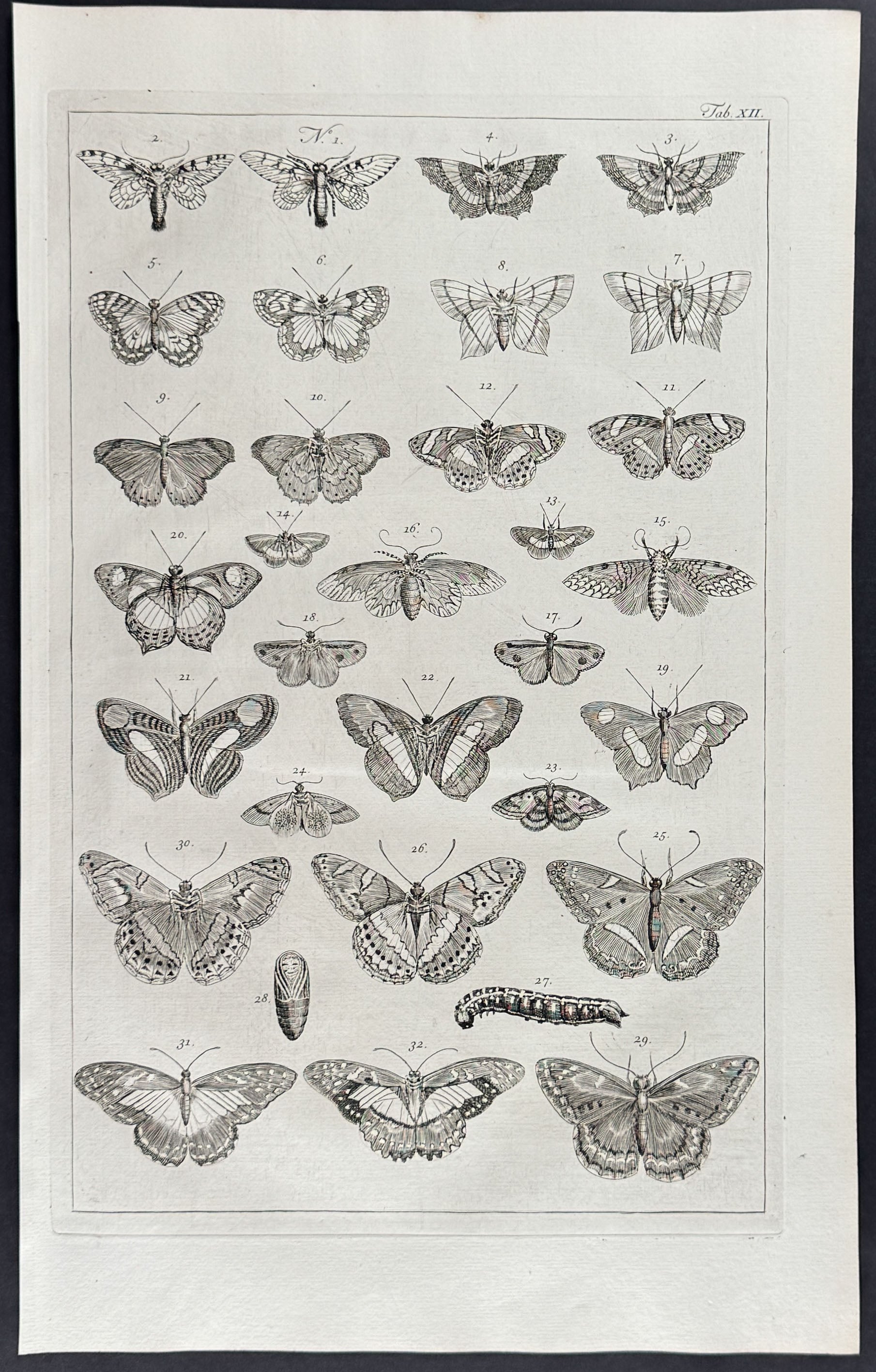 Butterflies or Moths