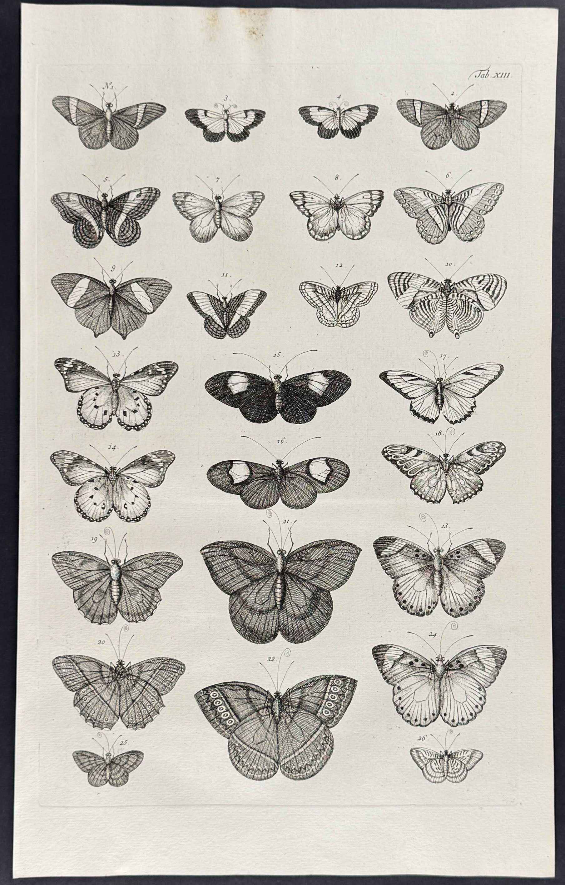 Butterflies or Moths