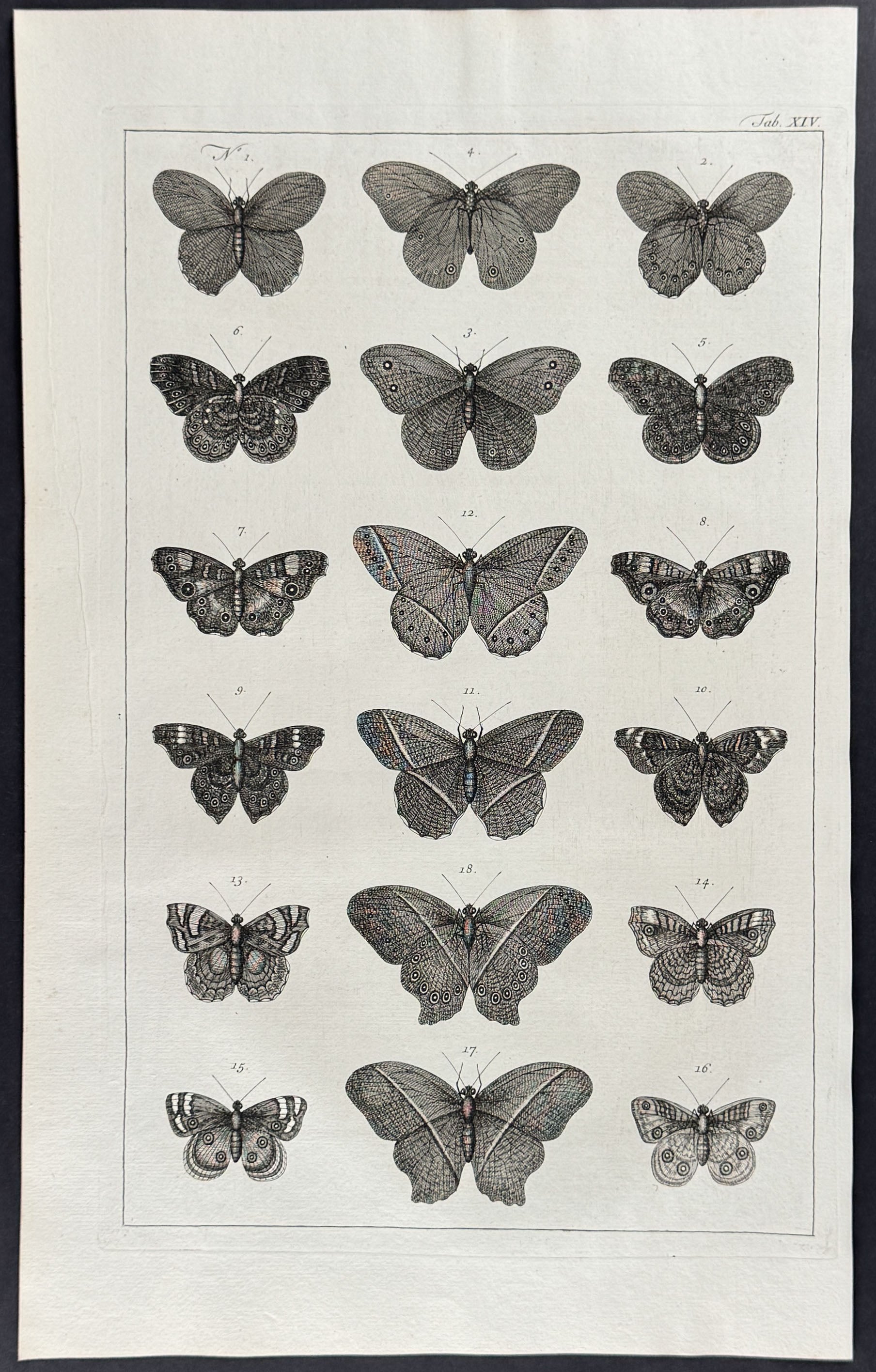 Butterflies or Moths
