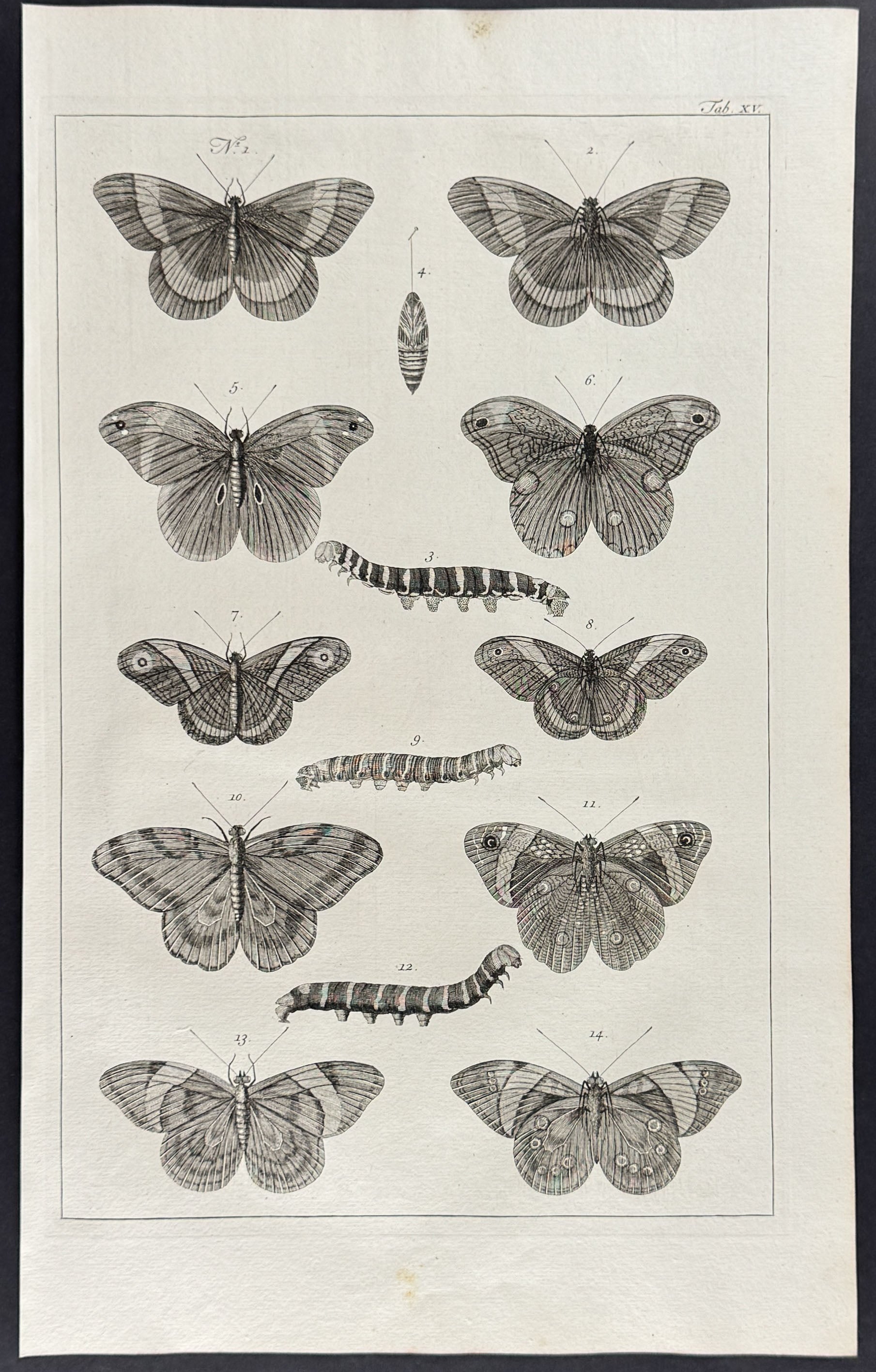 Butterflies or Moths, Caterpillars, Cacoons
