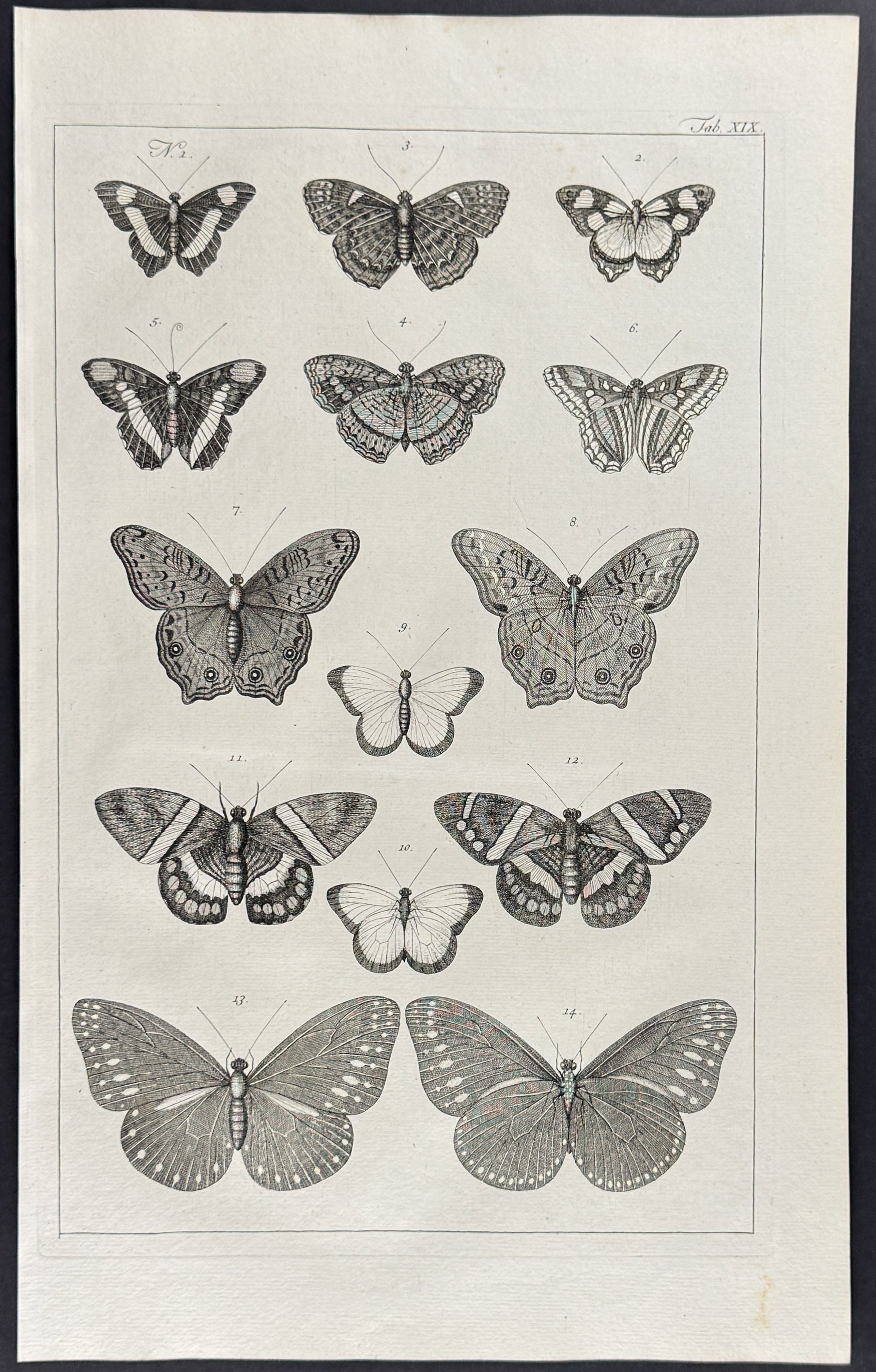 Butterflies or Moths