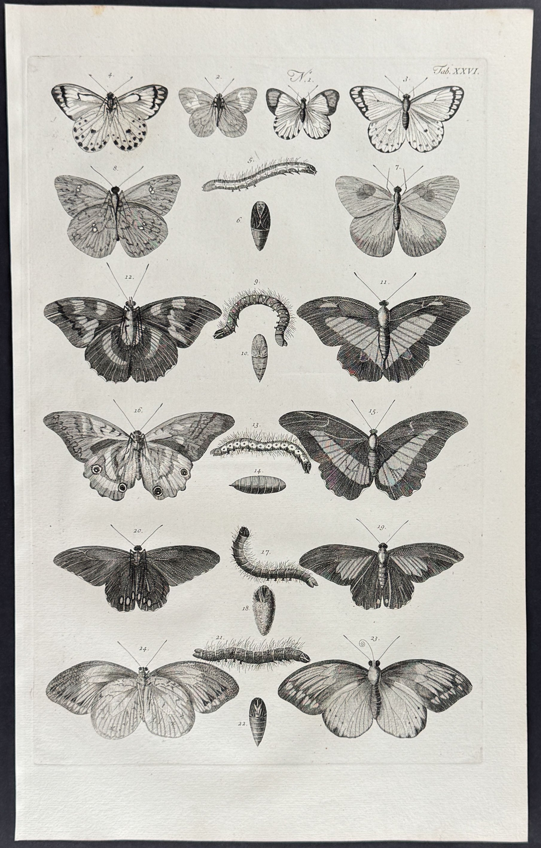 Butterflies or Moths, Caterpillars, Cacoons