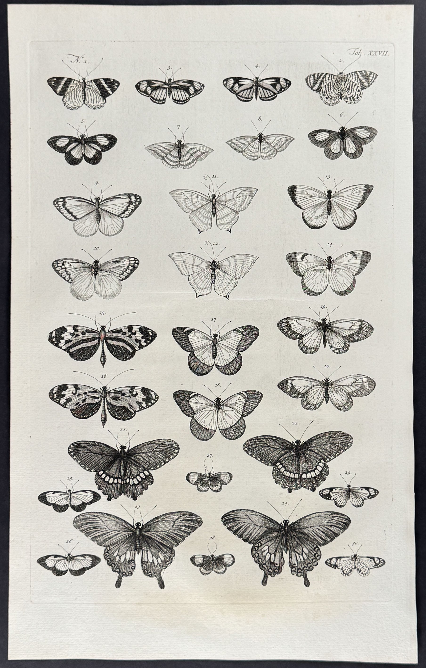 Butterflies or Moths